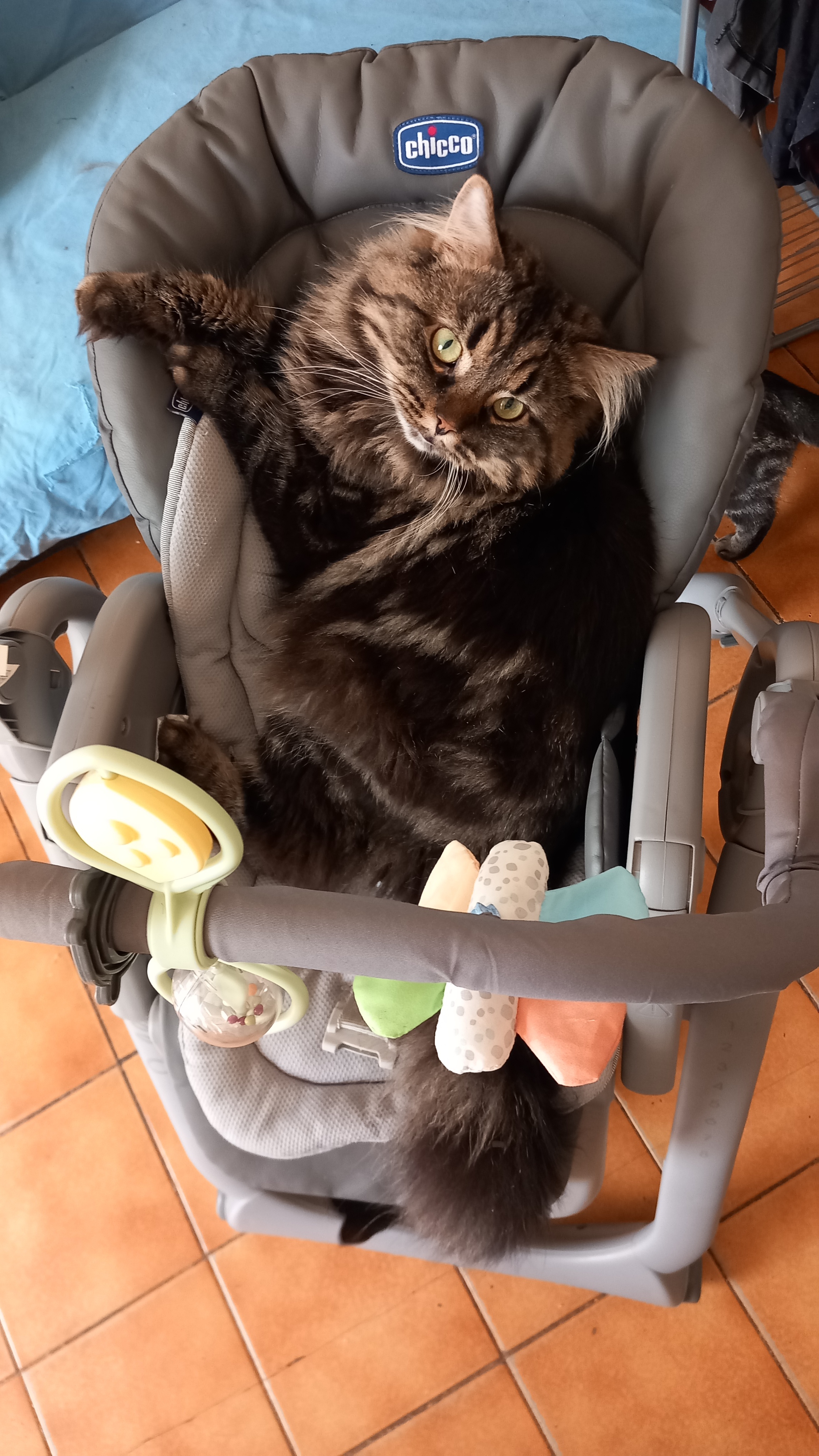 Stonehenge Khan d'Ellan Vannin, Cymric longy brown blotched tabby