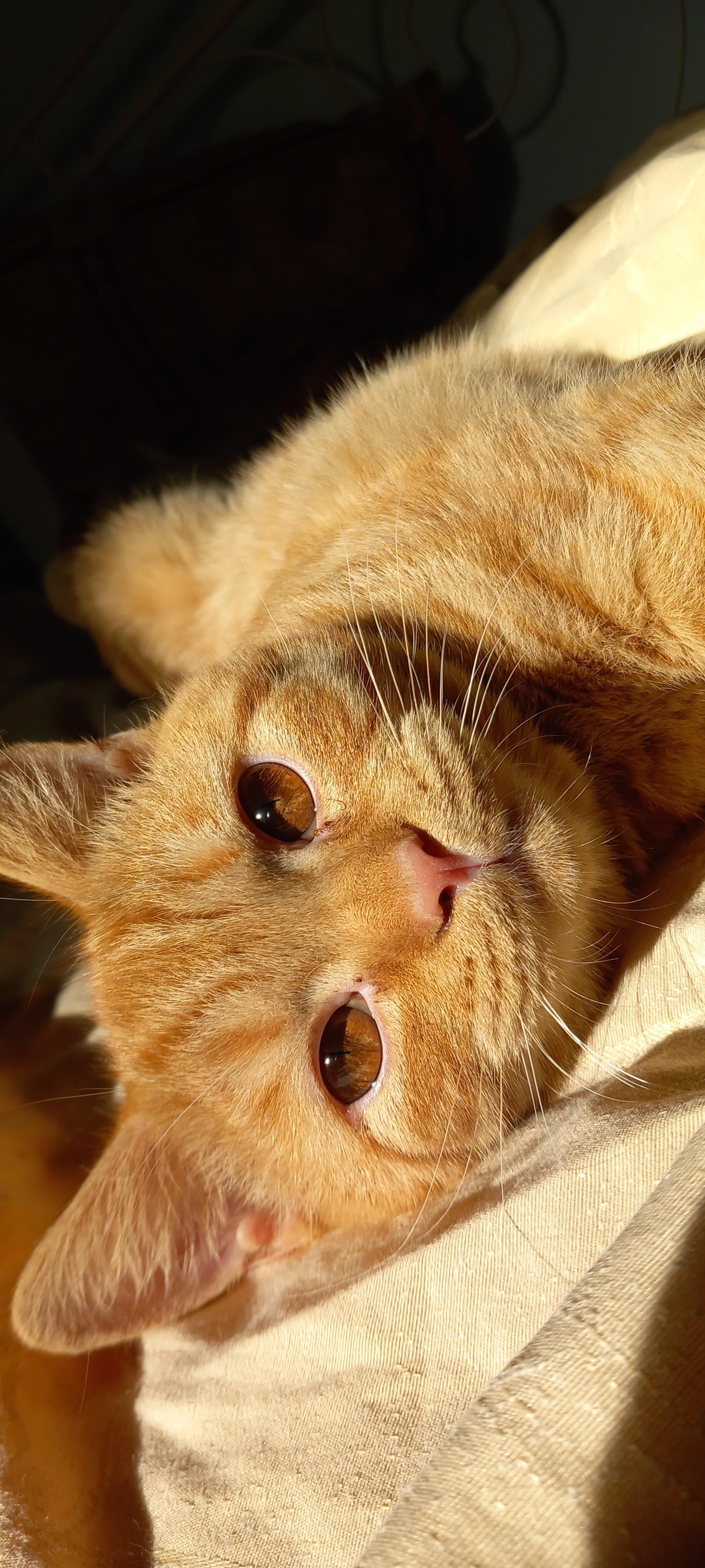 Uri Khan d'Ellan Vannin, Manx stumpy roux