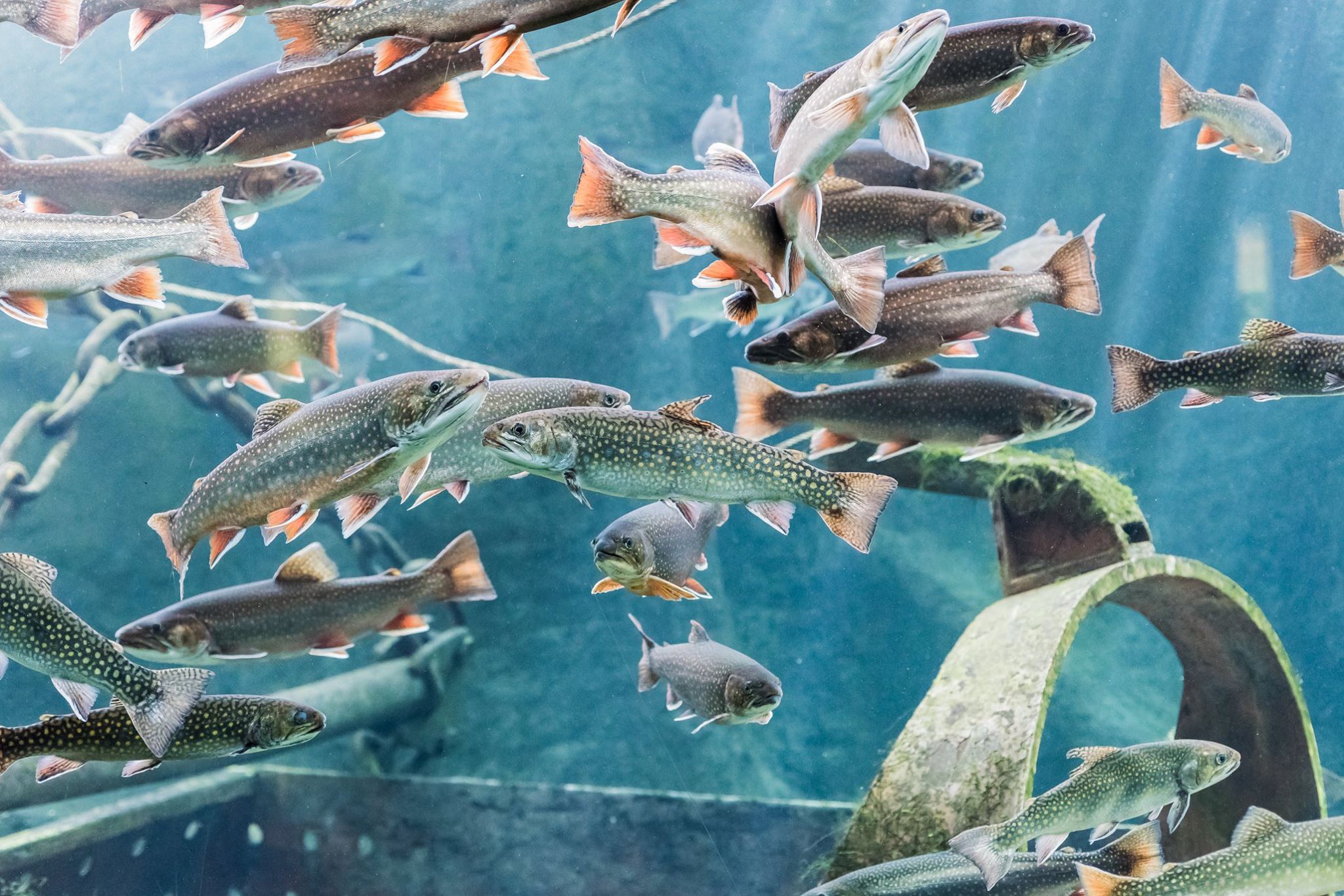 Aquarium