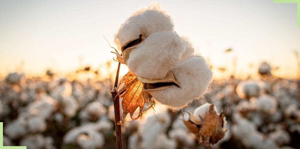 Fleur-de-coton-coucher-de-soleil