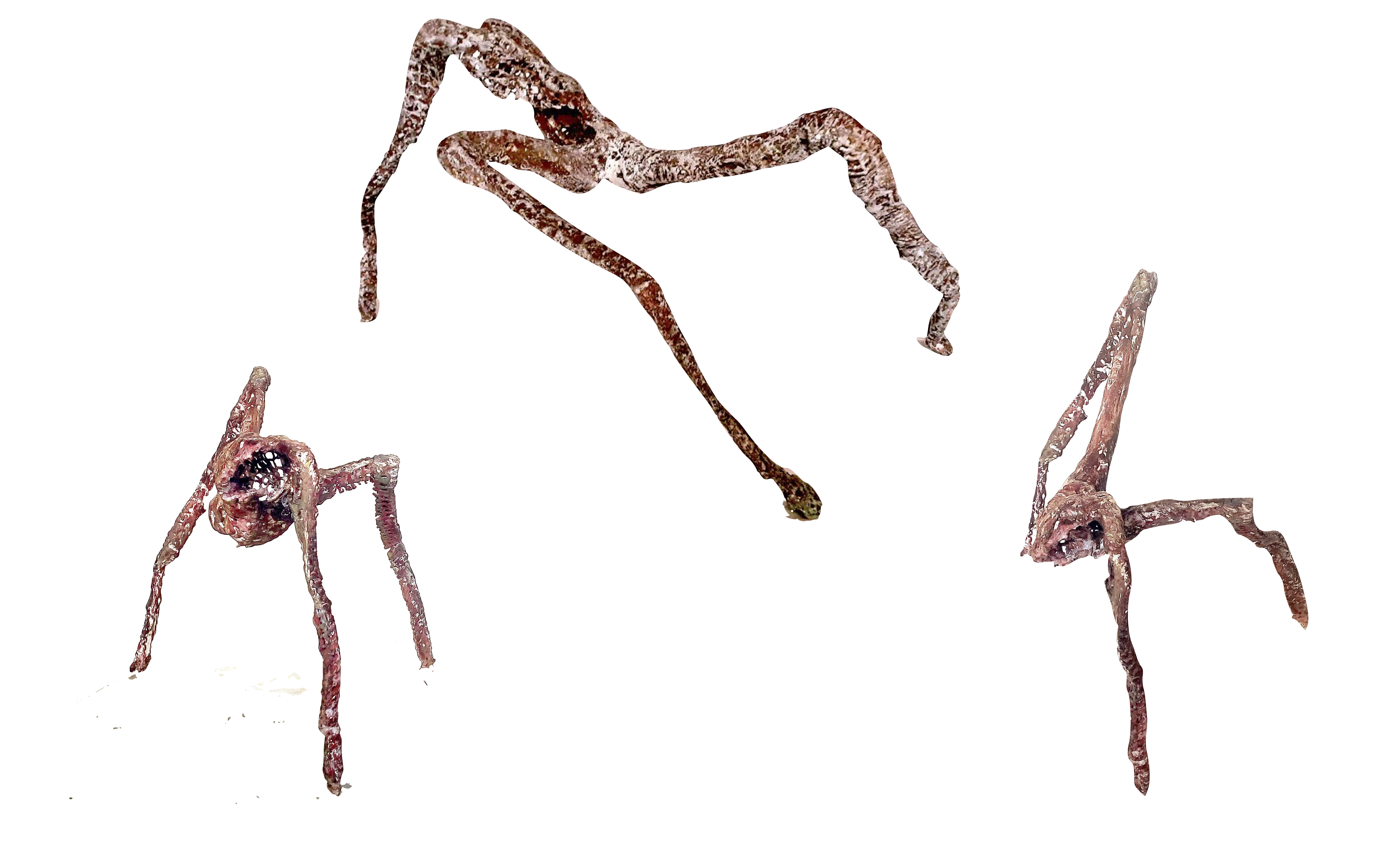 Spiders