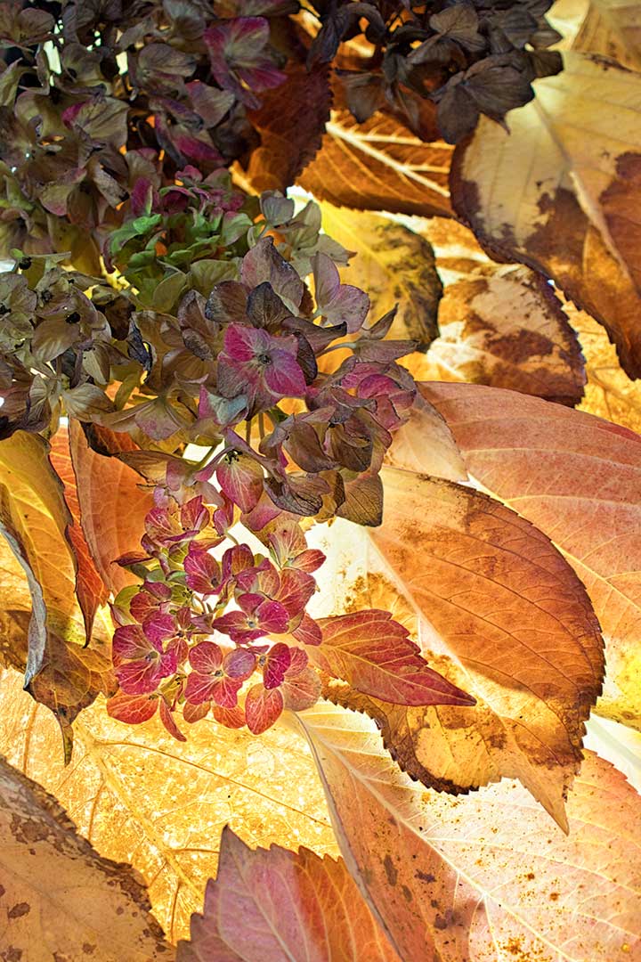 Hortensias automne