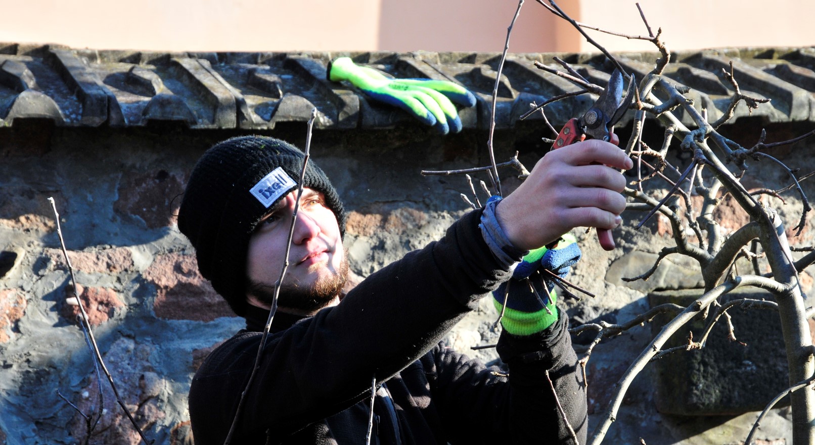 Wil palmette