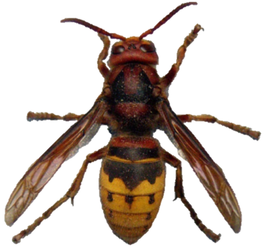 Frelon-europeen-sans-fond