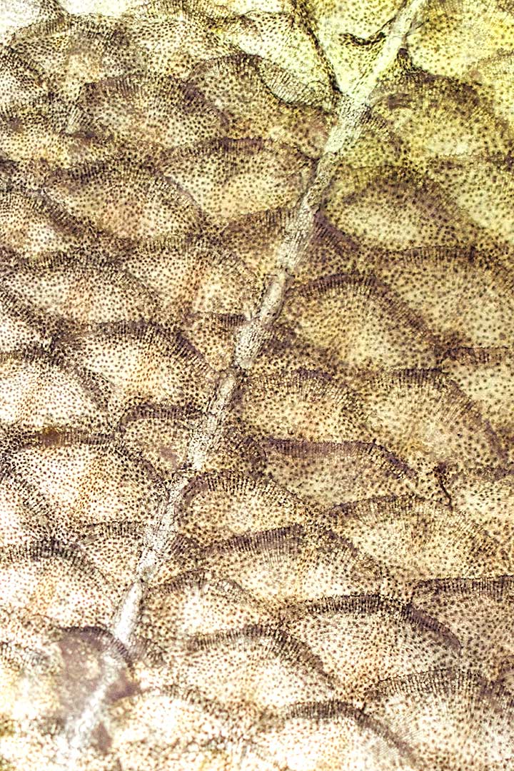 Poissons peau