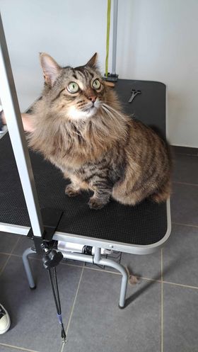 Chat 4