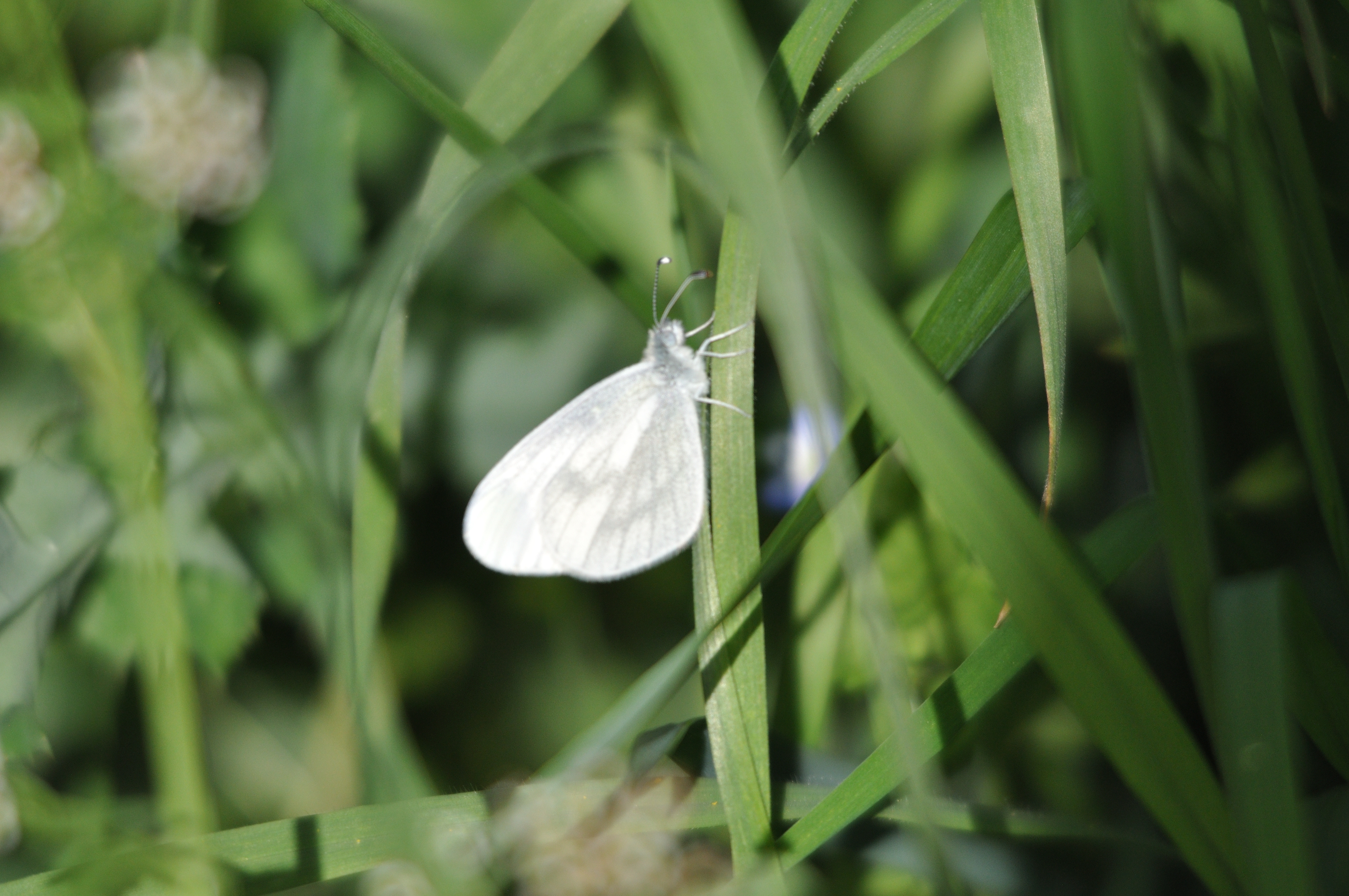 Pieride de la moutarde