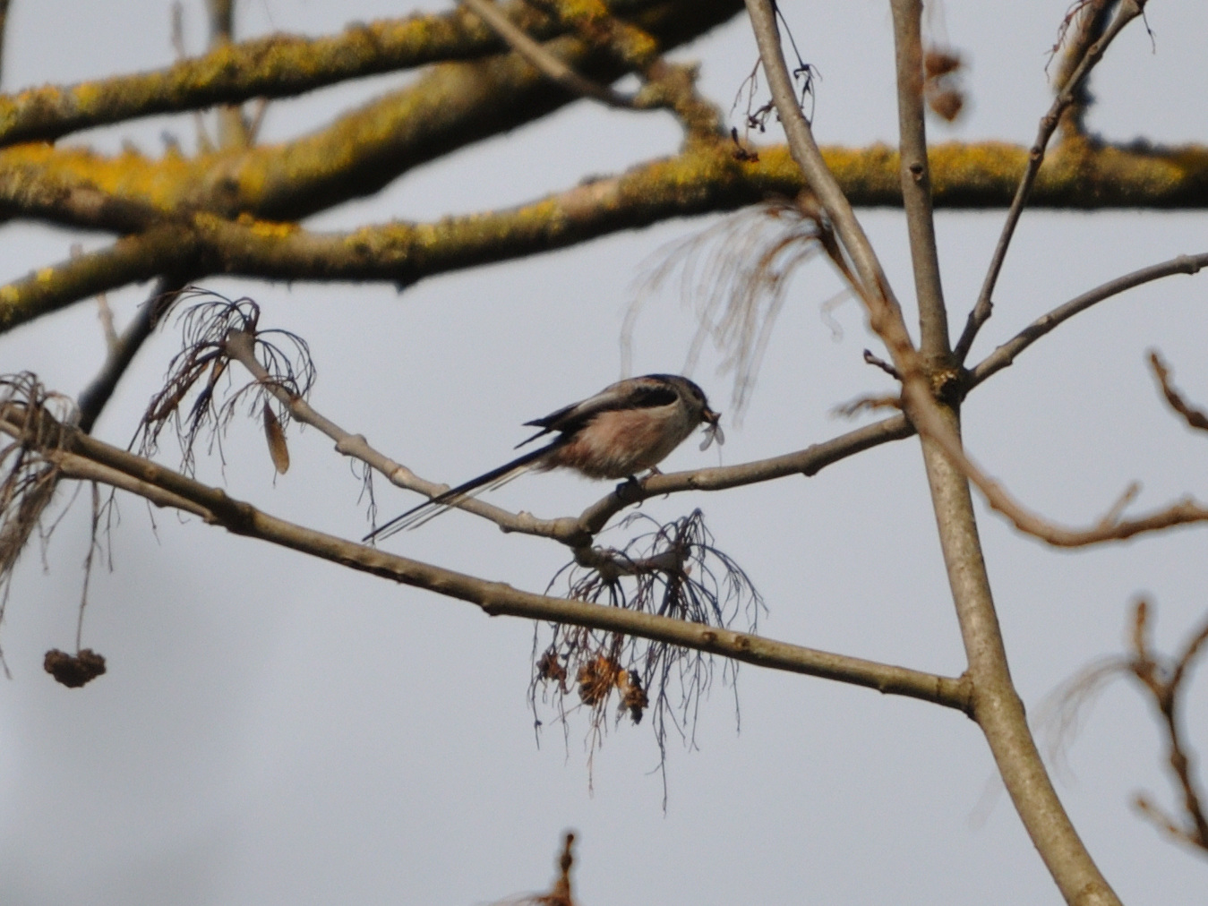 Mesange longue queue 1