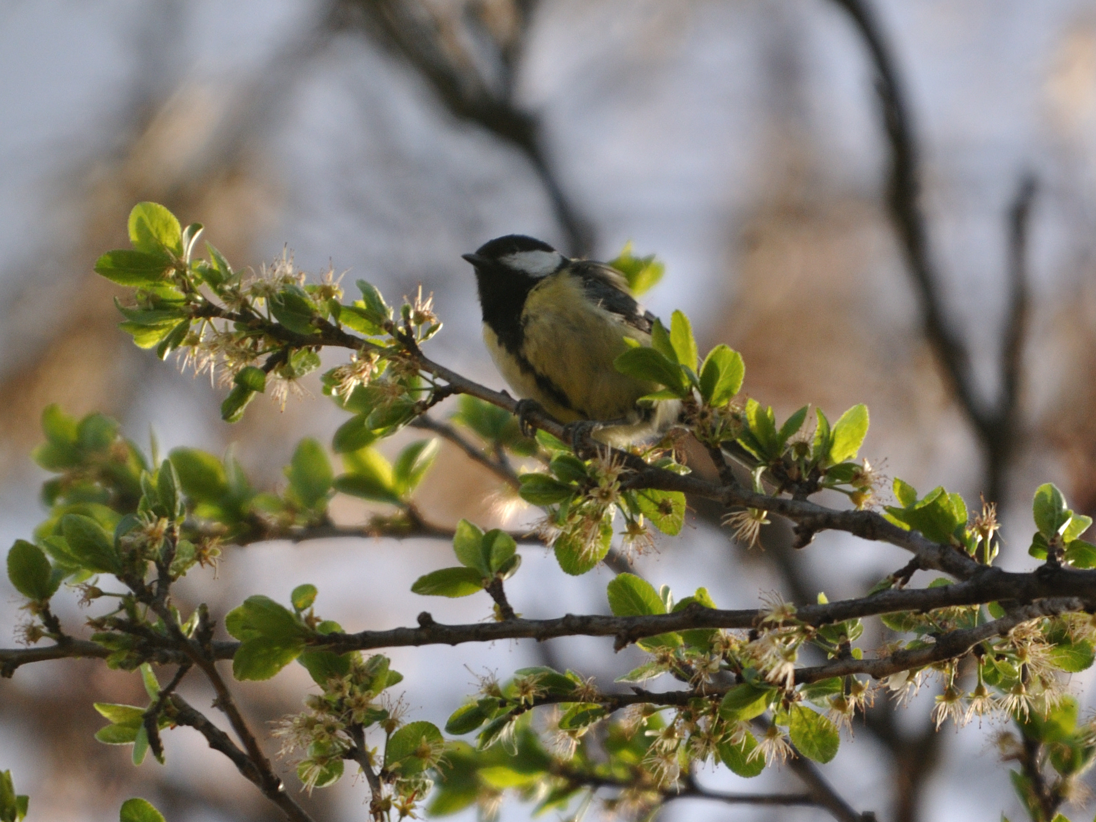 Mesange charbonniere