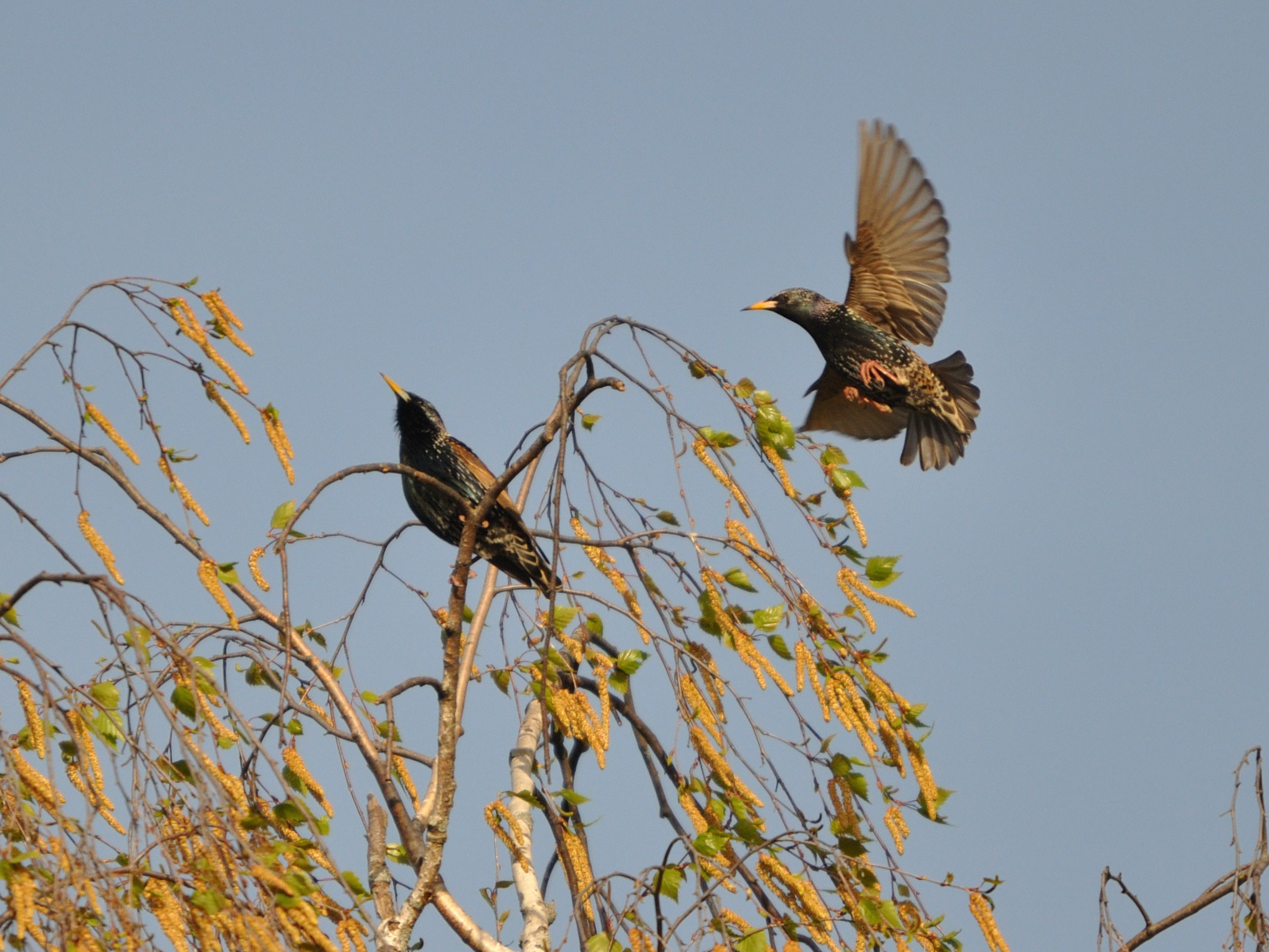 Etourneau sansonnet 1