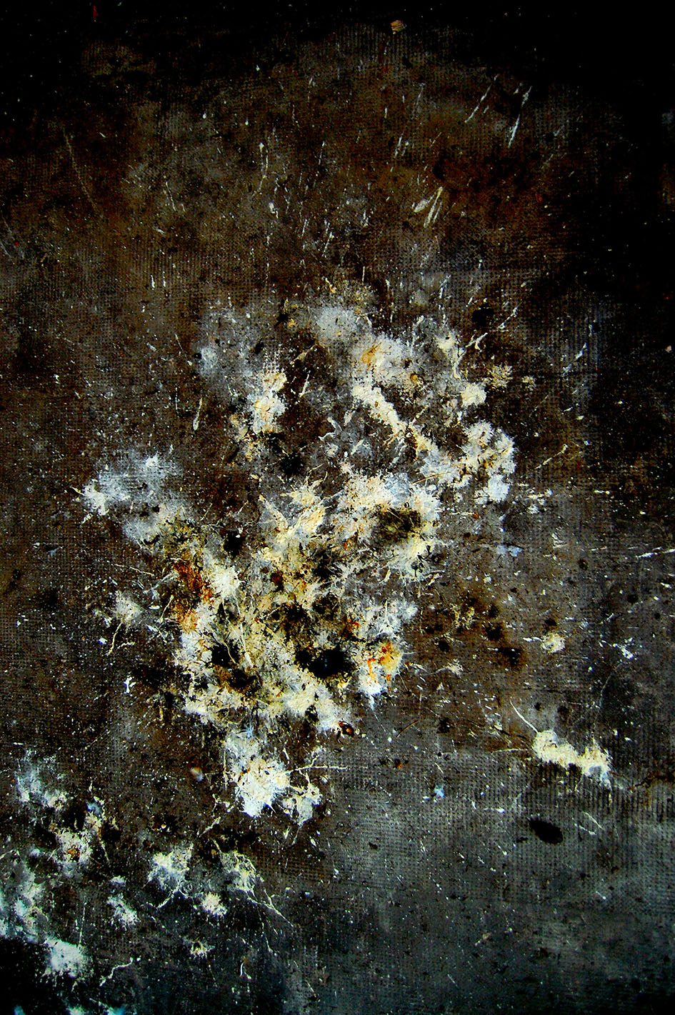 2009 blanche stupeur dans l ombre nature morte