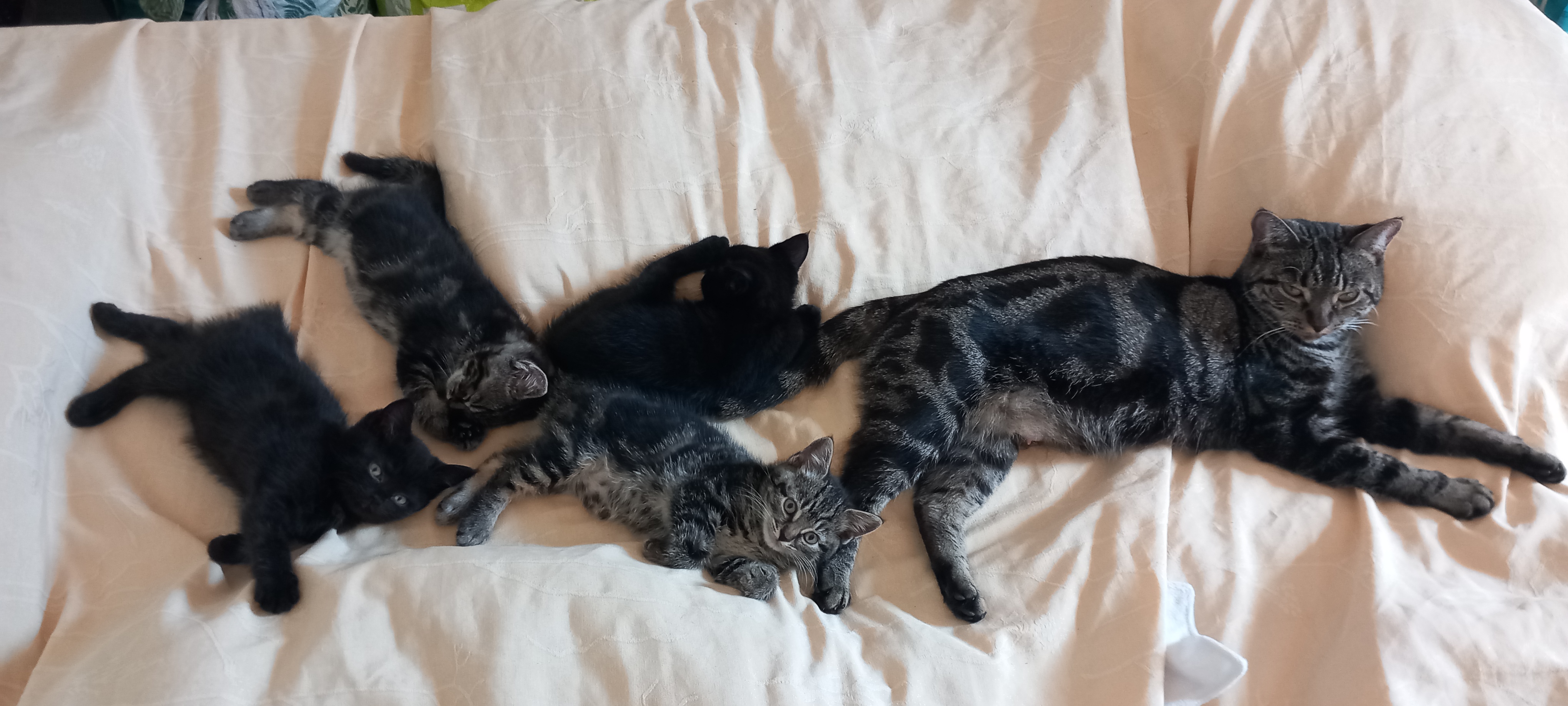 Tamaris et ses chatons