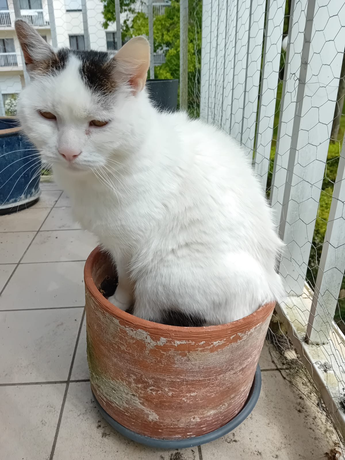 Chatpotte-
