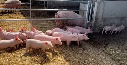 Cochons-ferme-de-Vezie-small