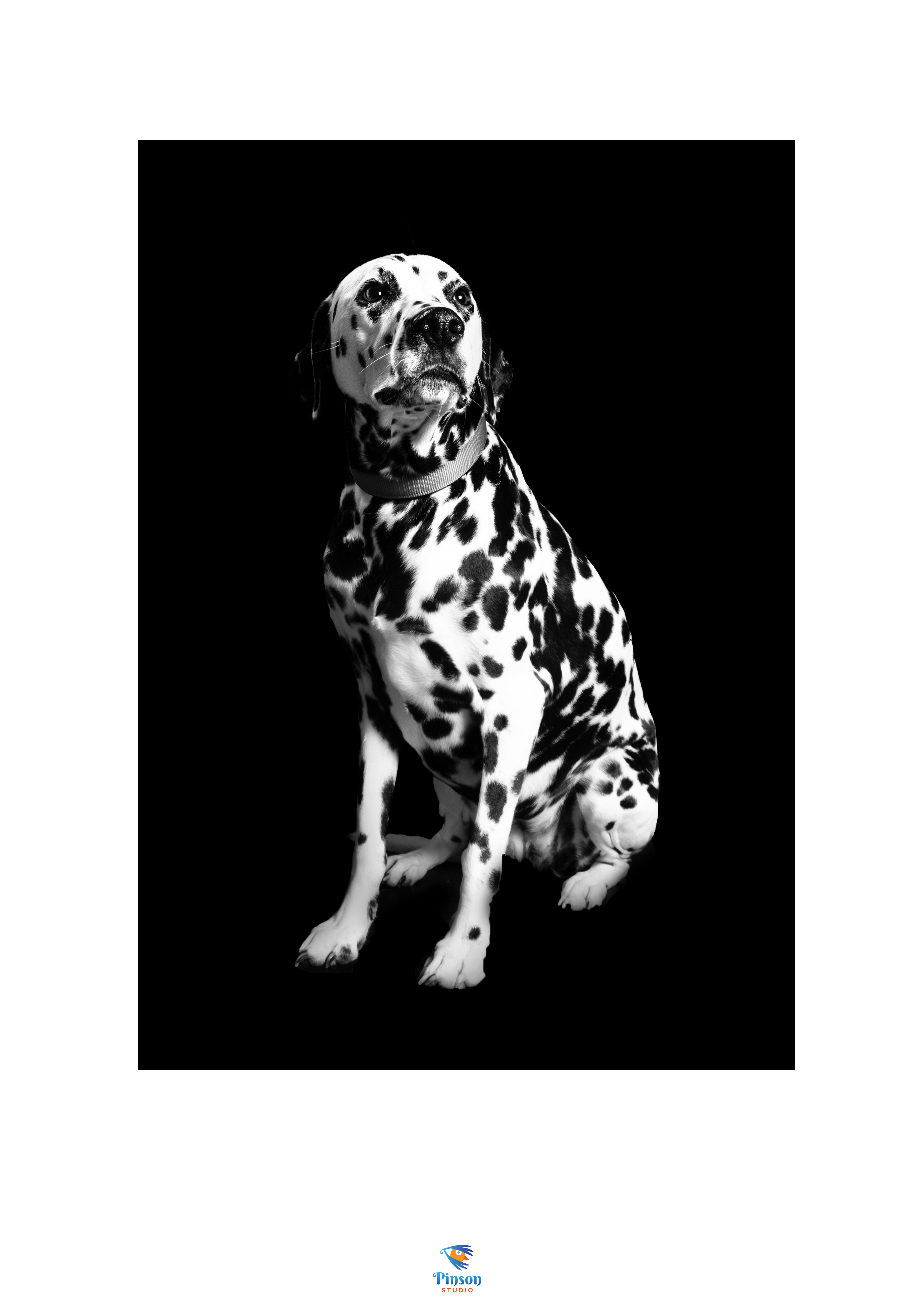 Chien 1