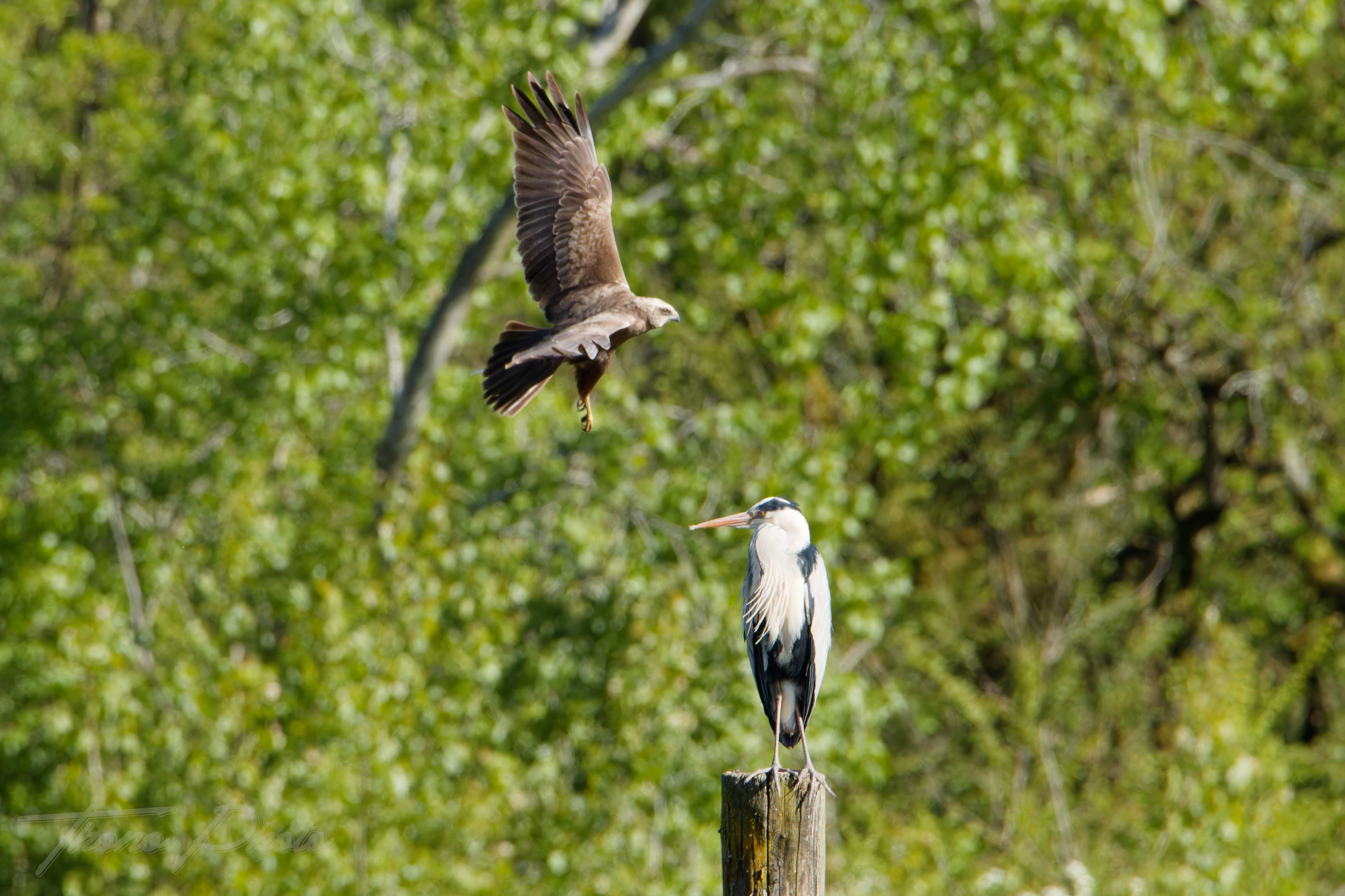 Heron cendre nalliers 2024 04 21 8938f