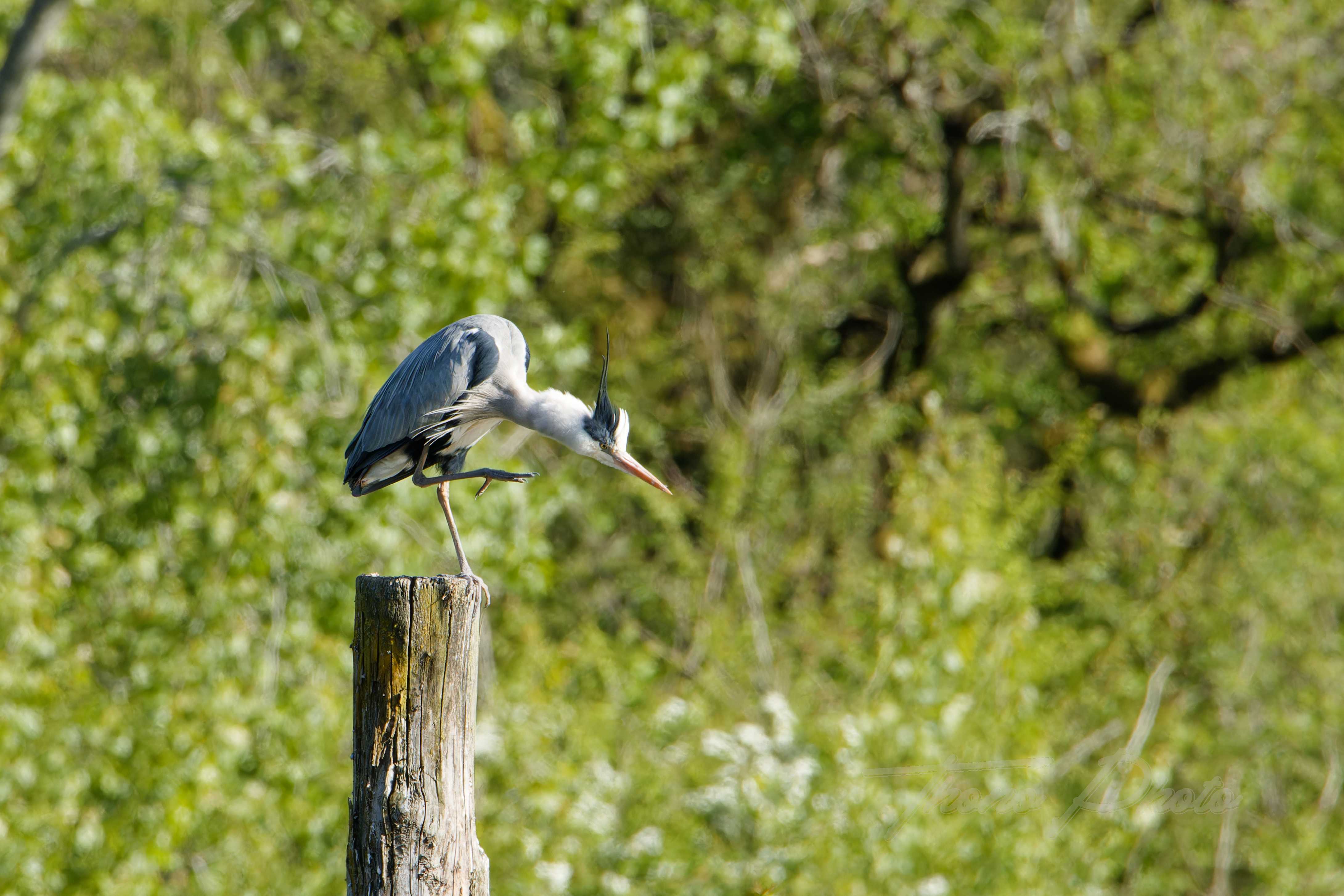 Heron cendre nalliers 2024 04 21 8897f