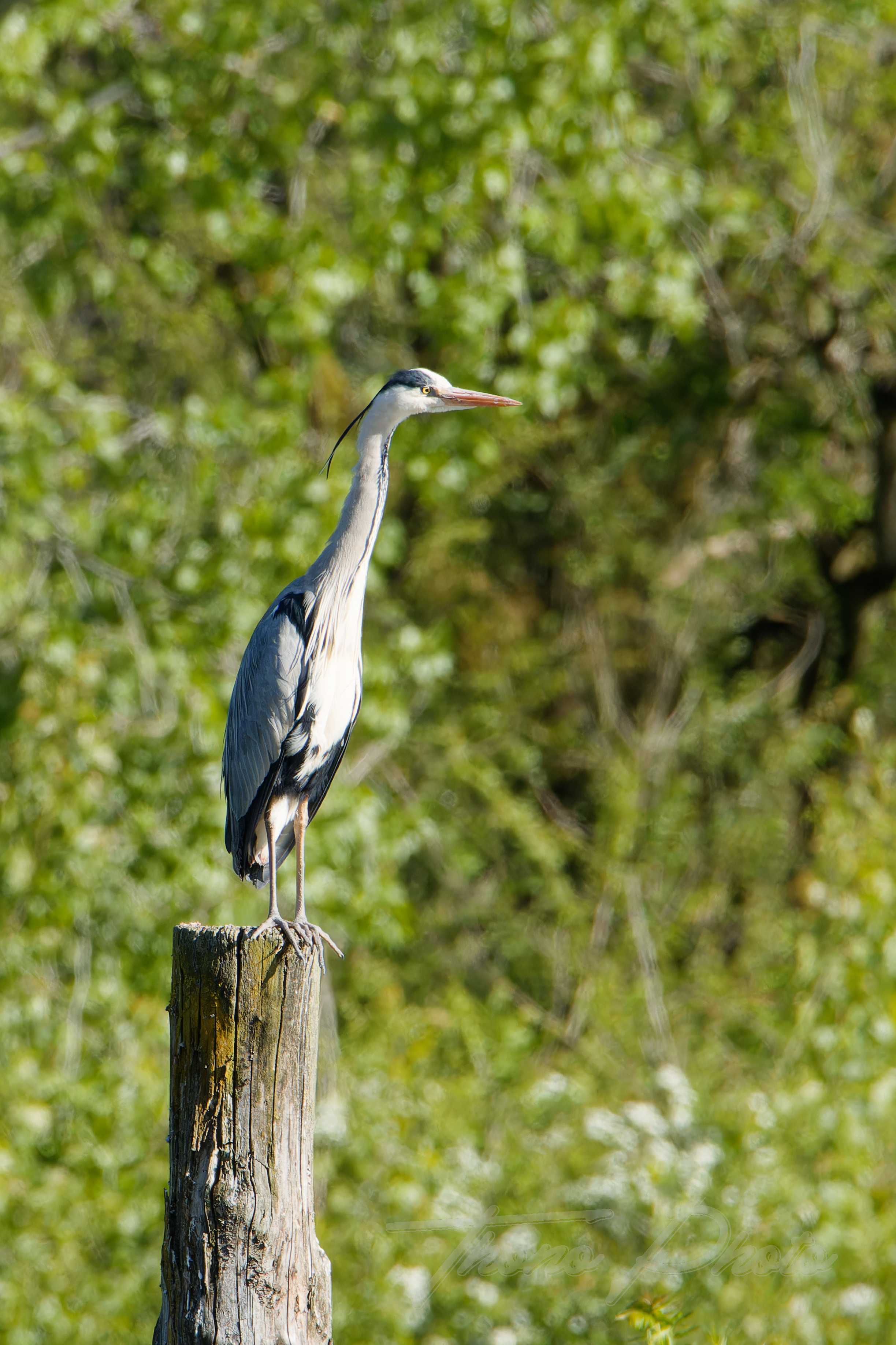 Heron cendre nalliers 2024 04 21 8895f