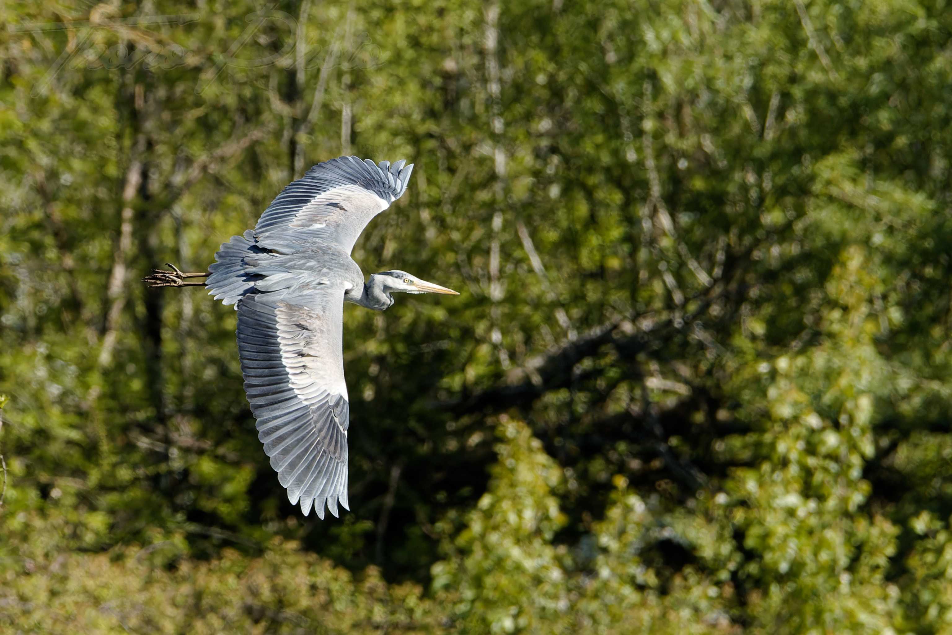 Heron cendre nalliers 2024 04 21 8853f