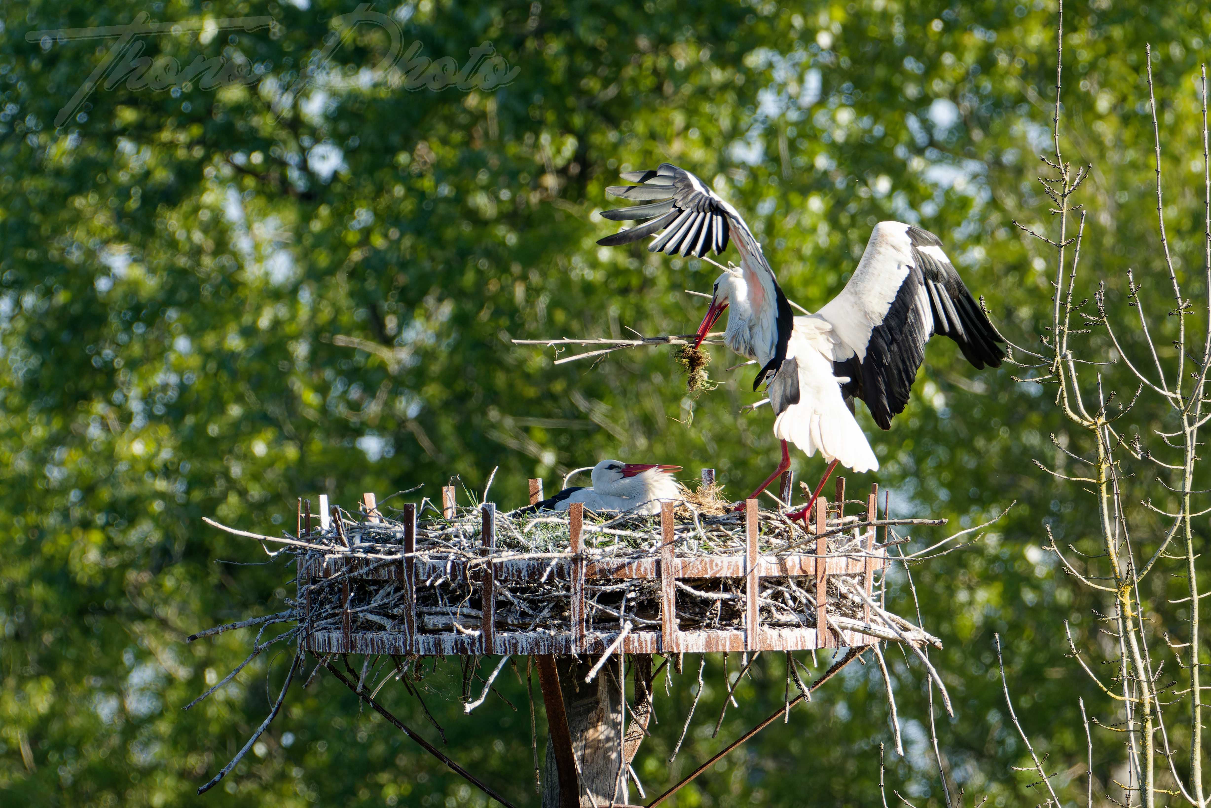 Cigogne blanche nalliers 2024 04 21 8831f