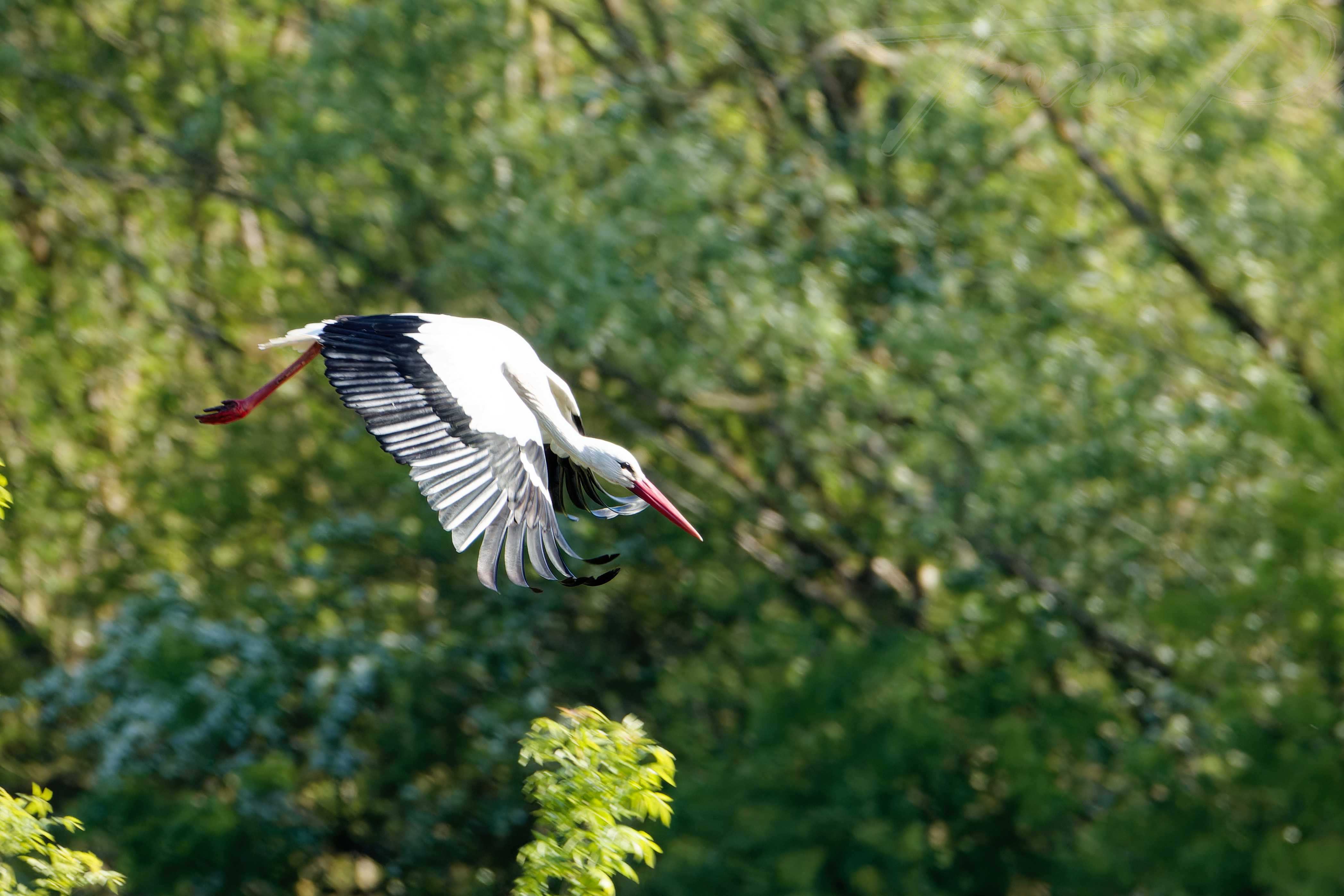 Cigogne blanche nalliers 2024 04 21 8828f