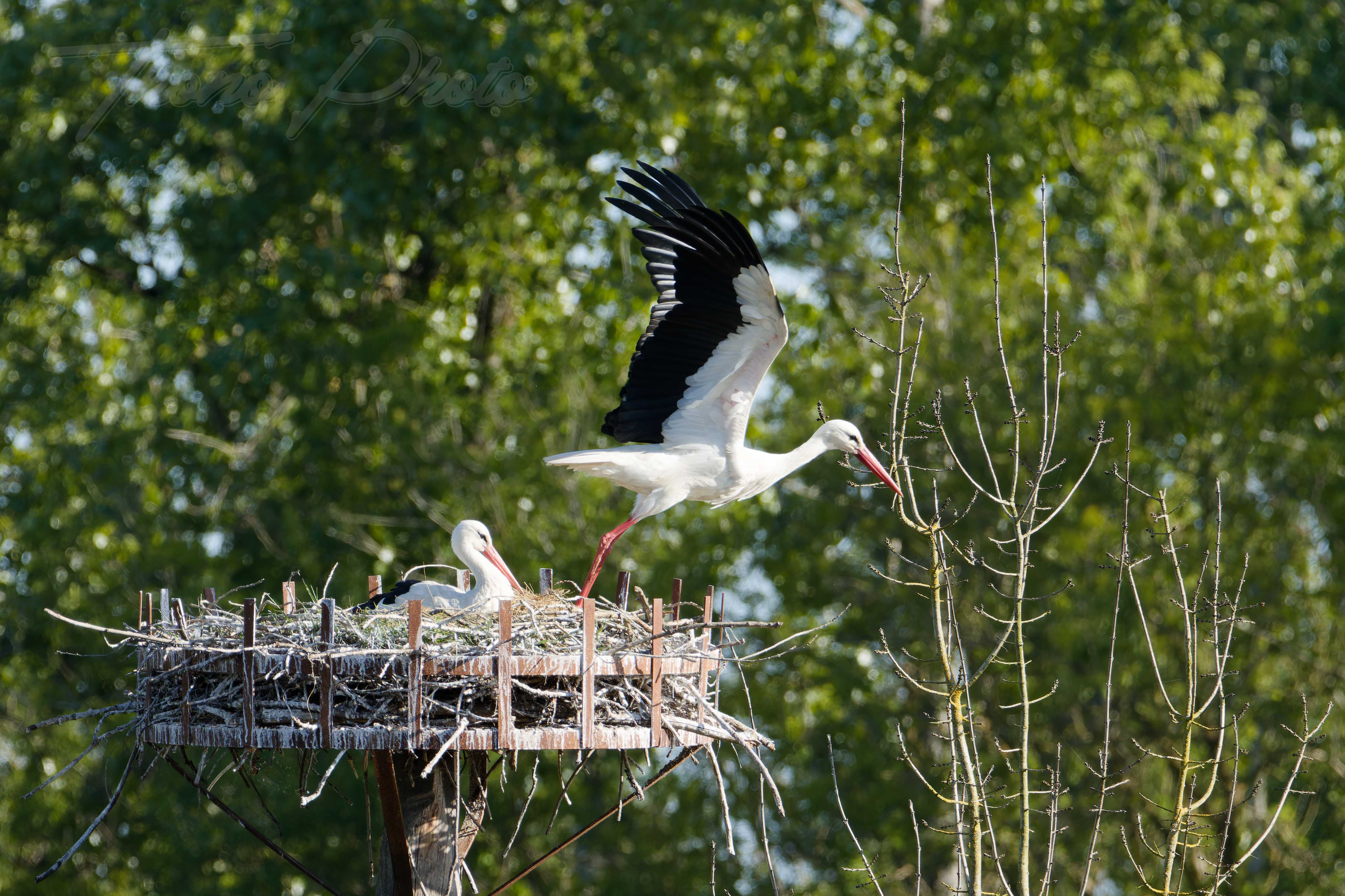 Cigogne blanche nalliers 2024 04 21 8824f