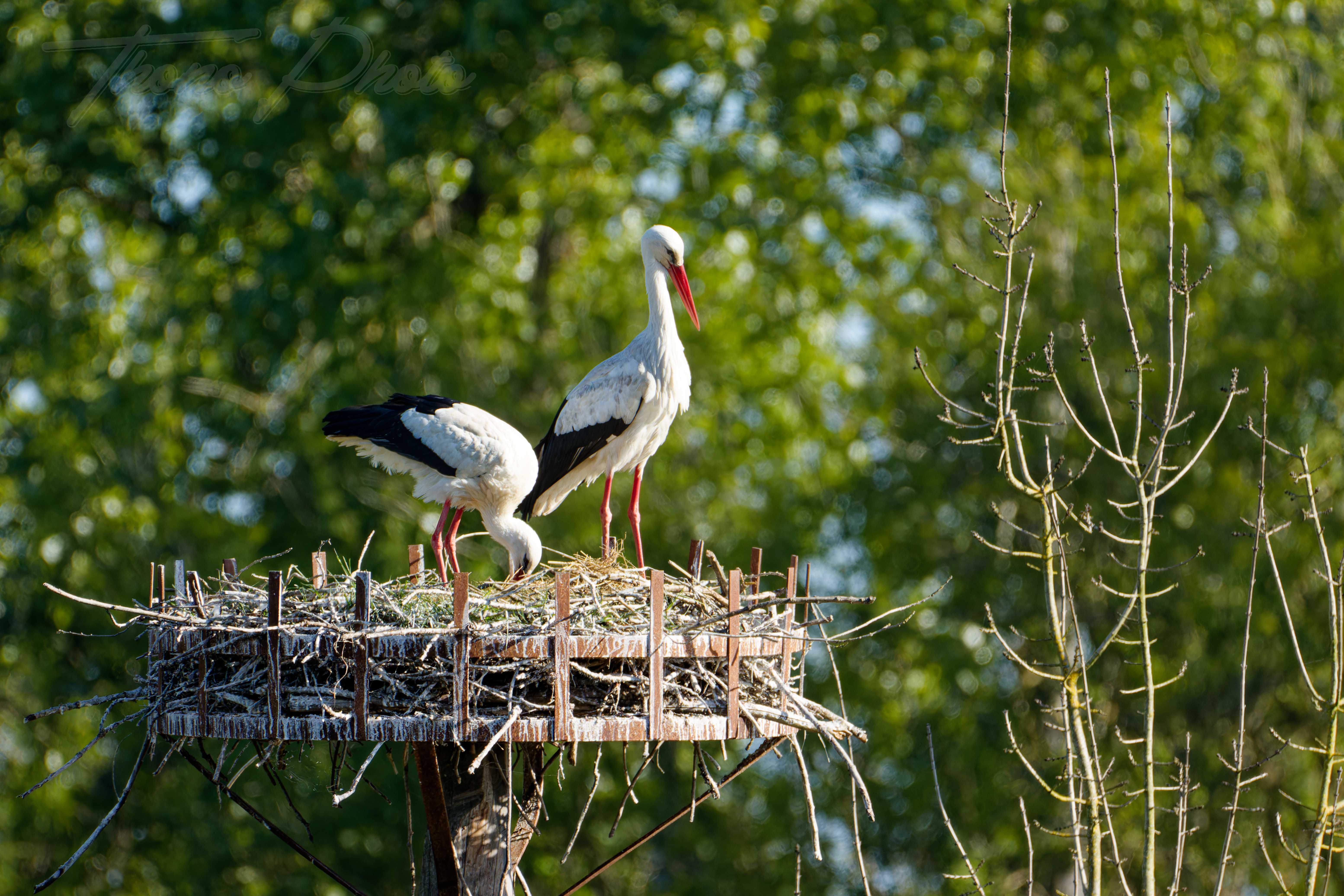 Cigogne blanche nalliers 2024 04 21 8810f