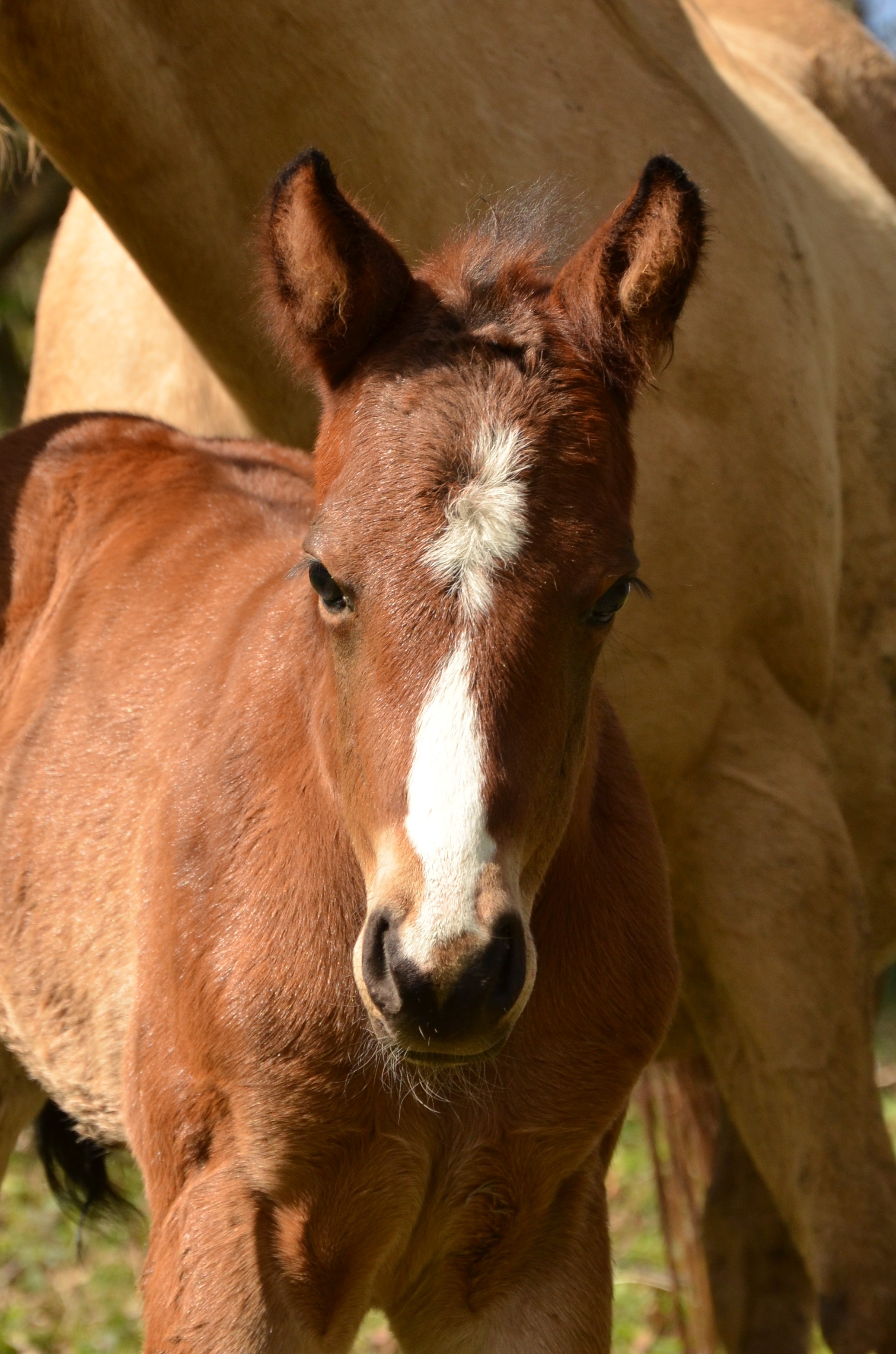 Oakley Wood Acres AQHA 85% fondation NFQHA