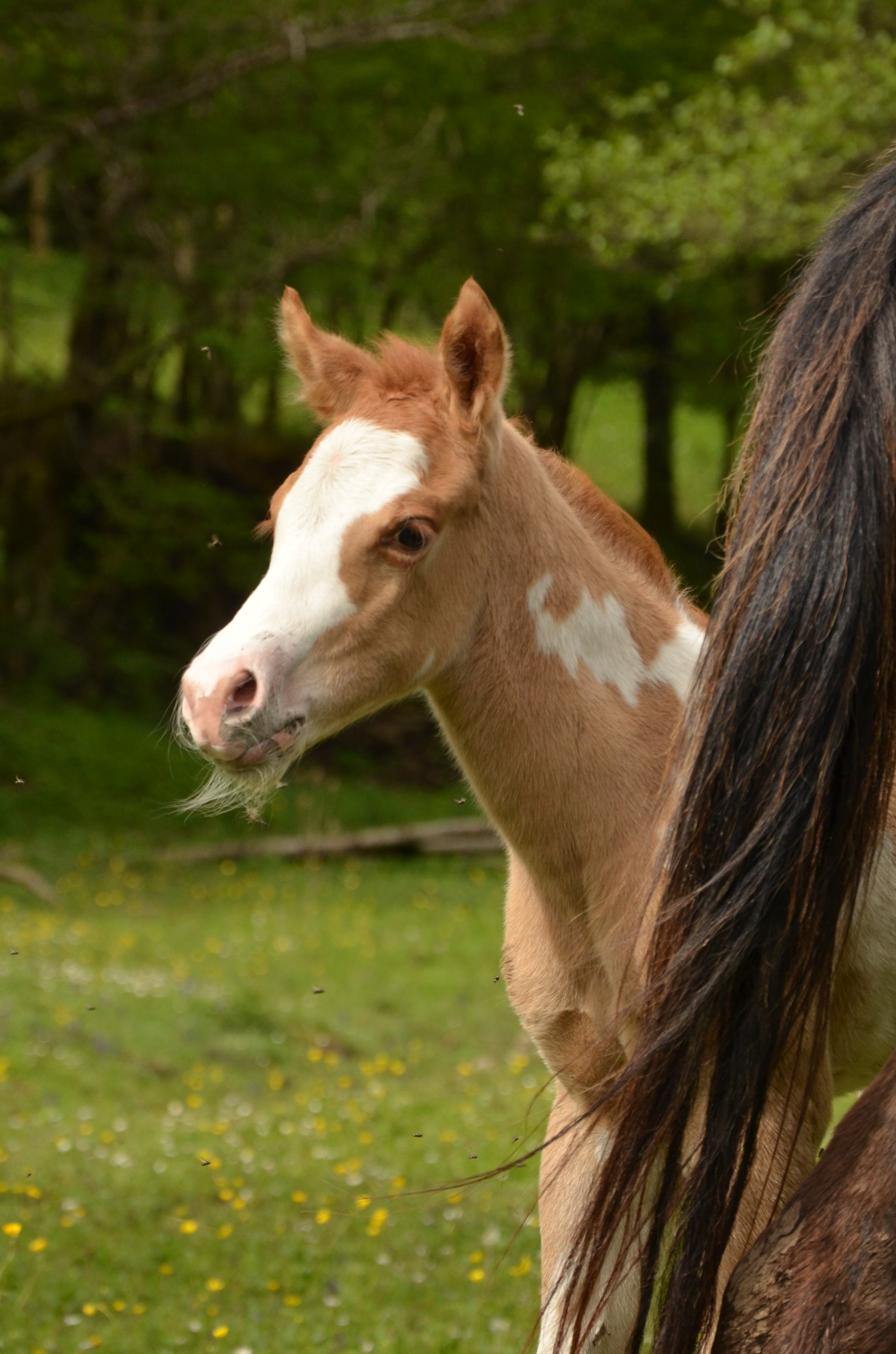 APHA colt red dun overo foundation ranch Baldrock Ranch