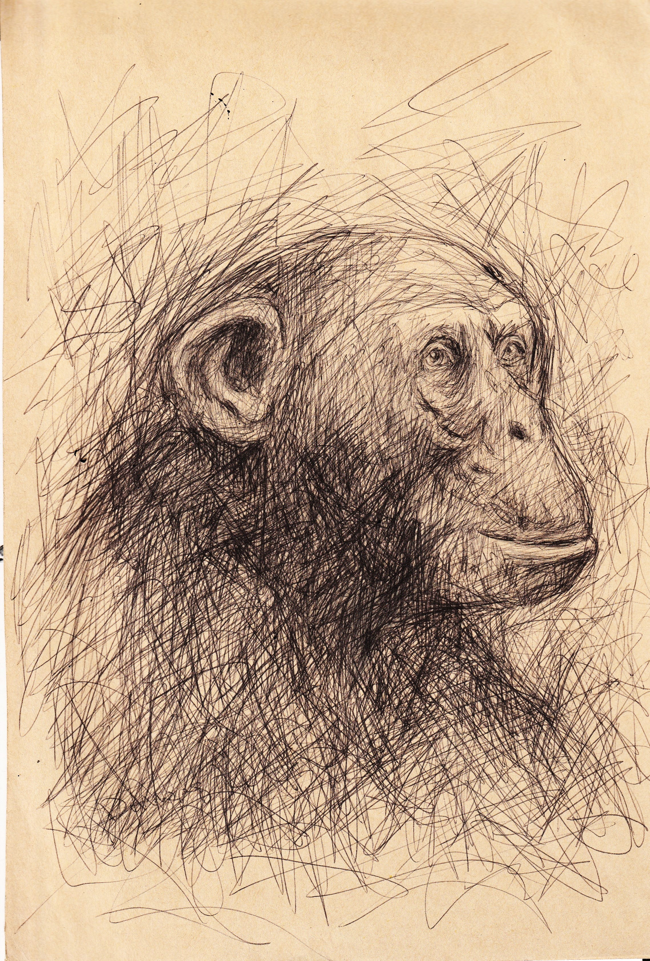 Dessin 2023 singe 2