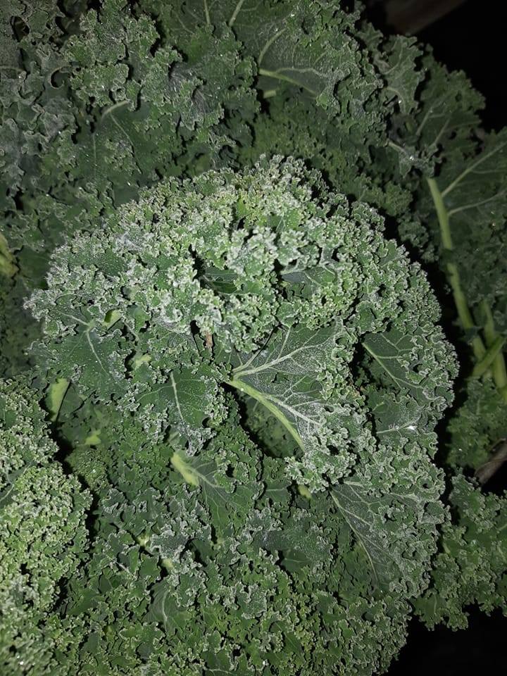 410007484 1060162698344334 7671019139287291660 n