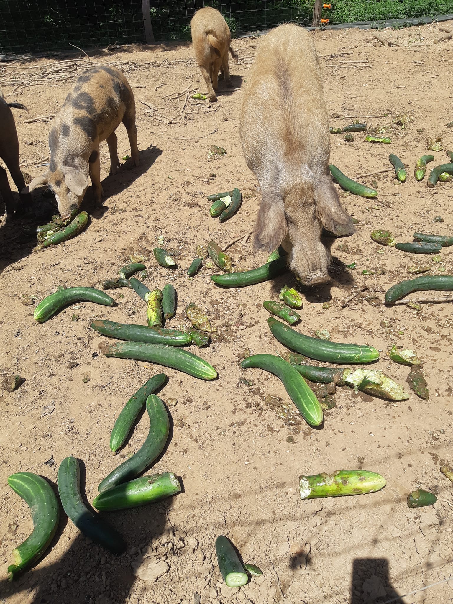 364674012 992710148422923 6381123719369302625 n