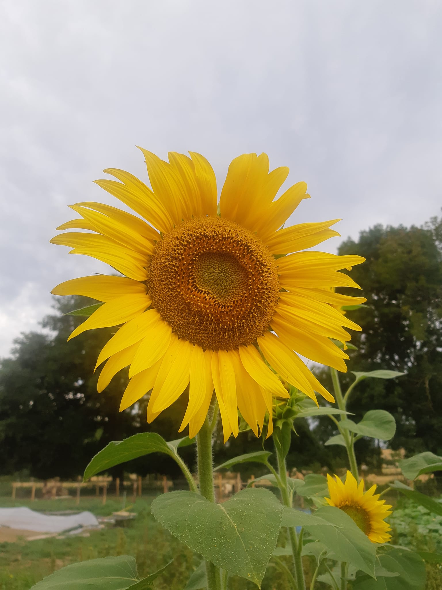 295379998 770613537299253 4467330482492077322 n