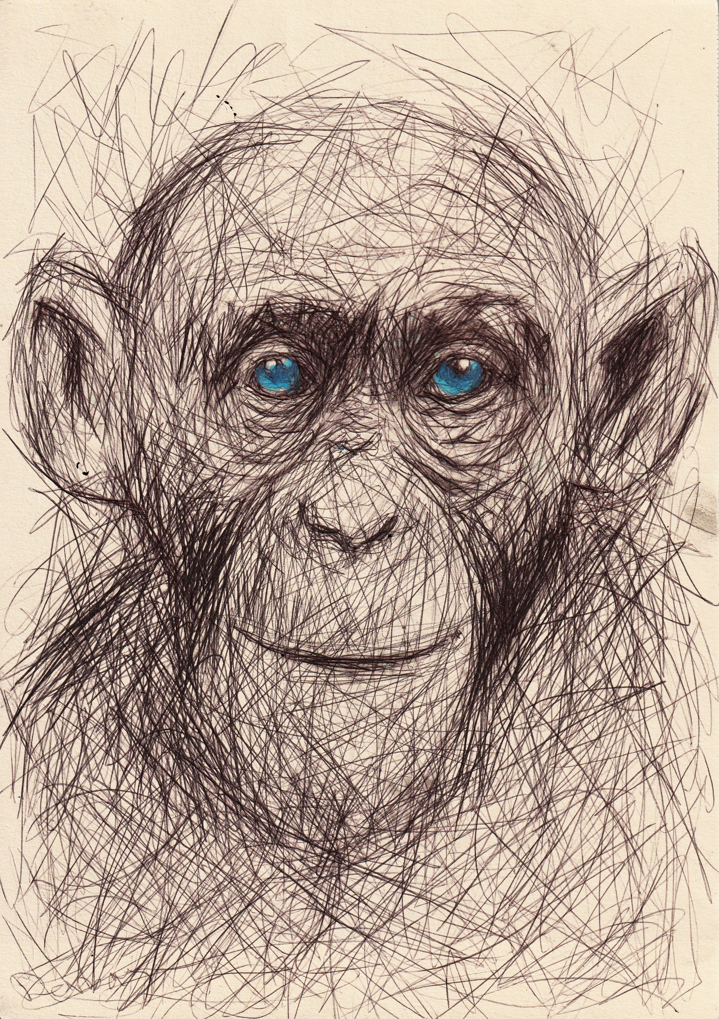 Dessin singe 3