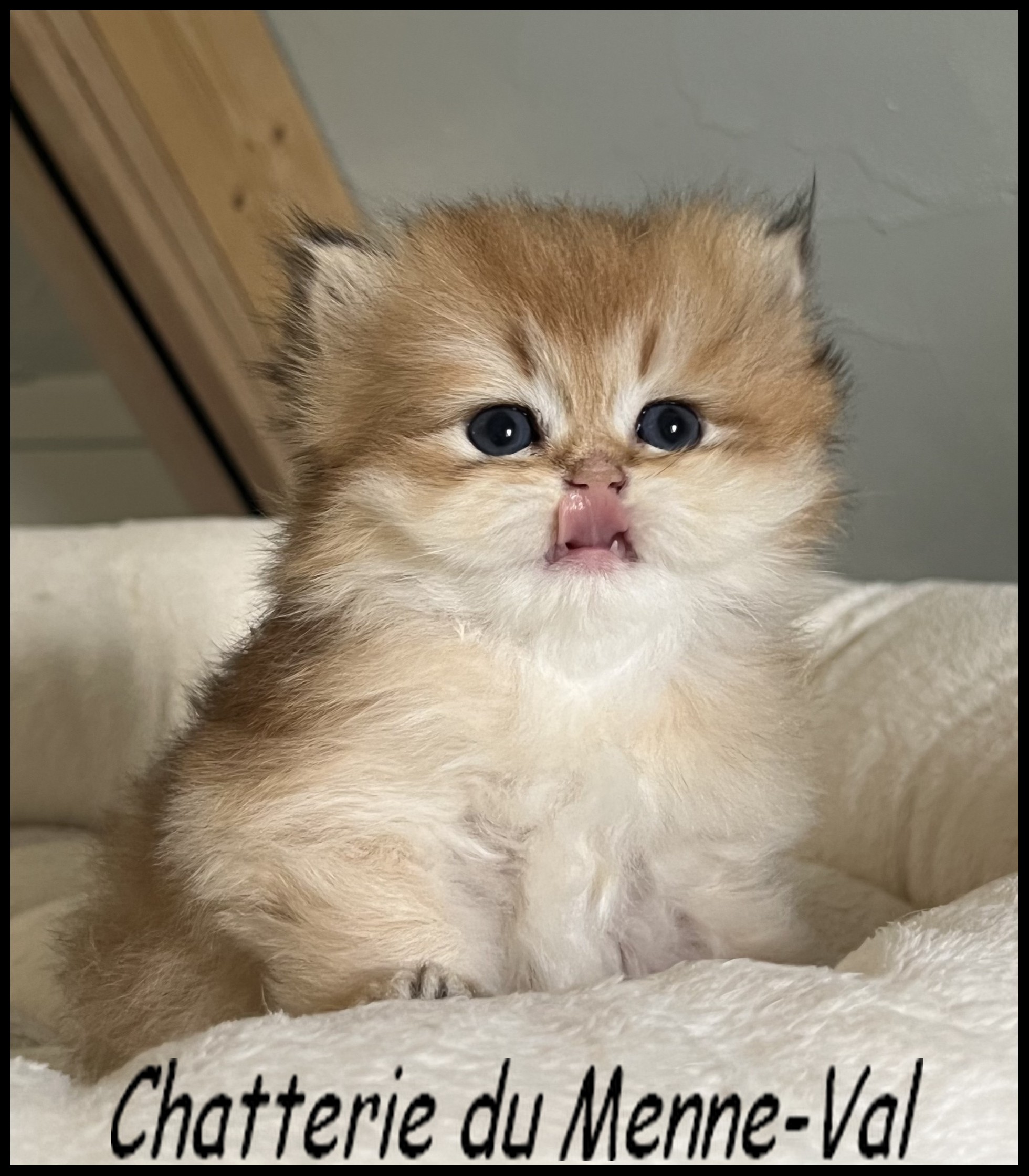Chaton-bri-2