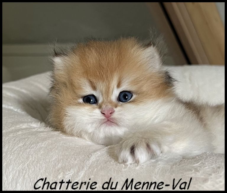 Chaton-bri-4