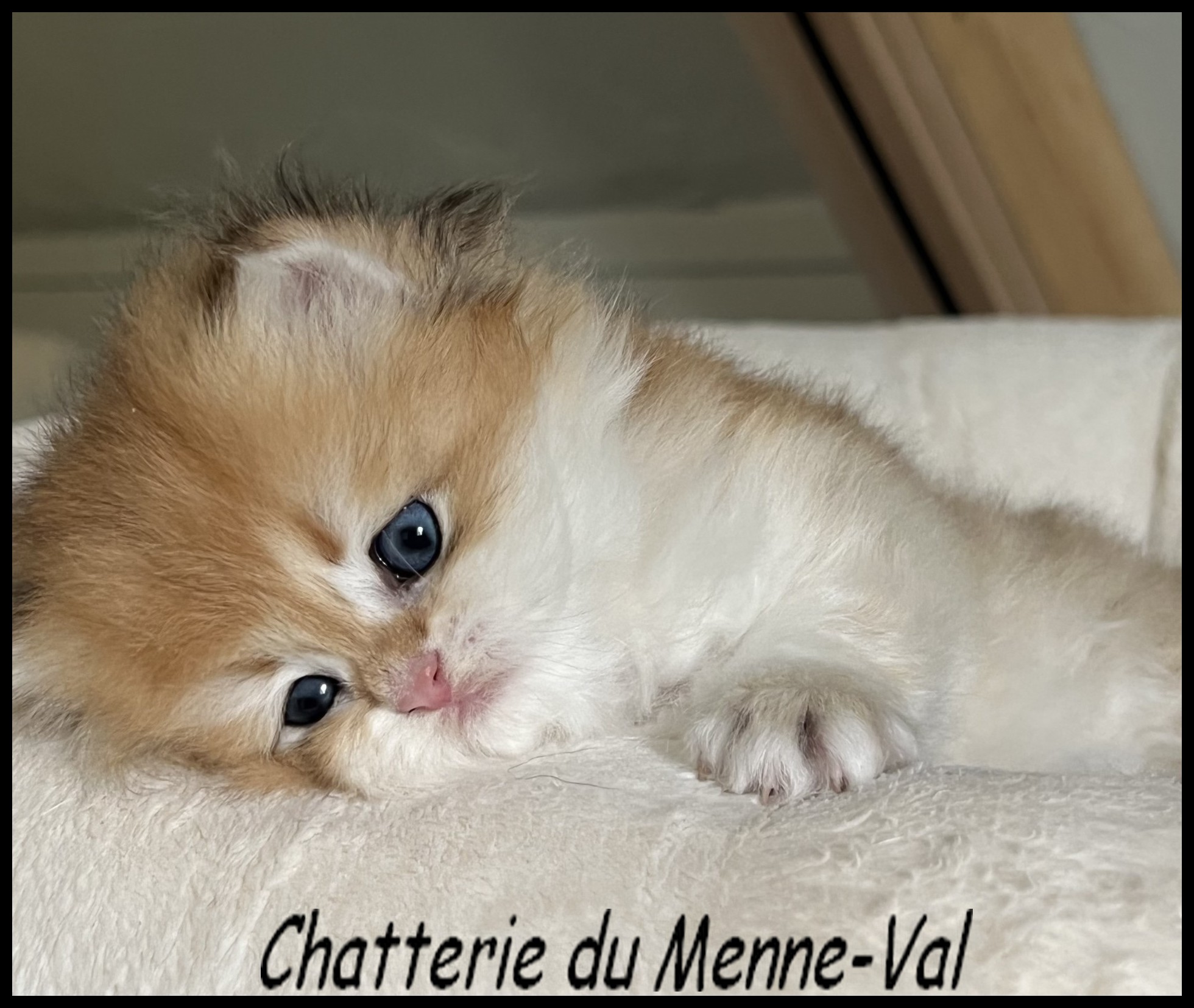 Chaton-bri-3
