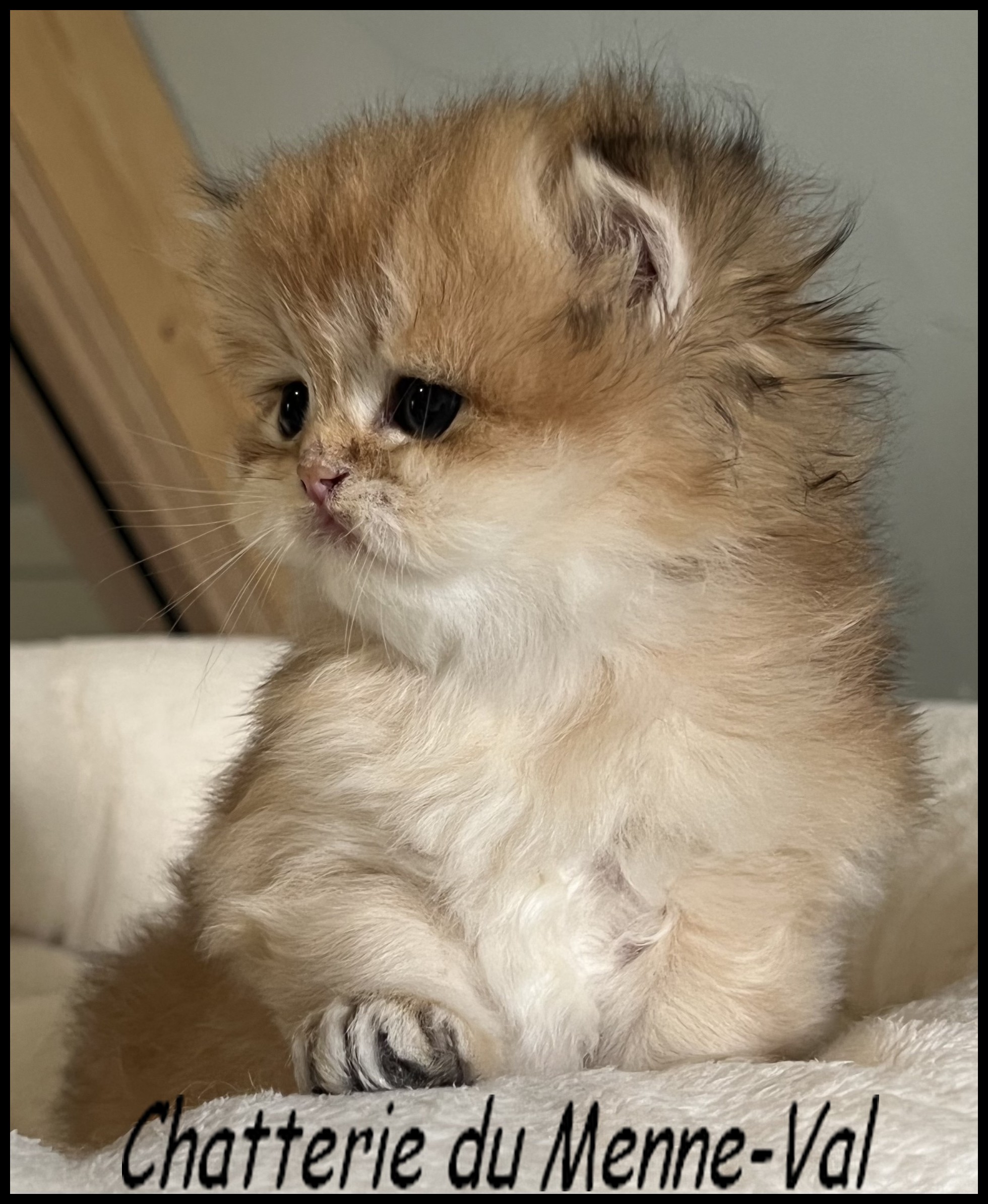Bri-profil