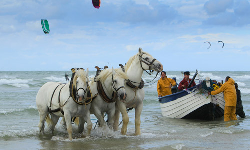 Wissant   fete du flobart chevaux boulonnaisasf 0