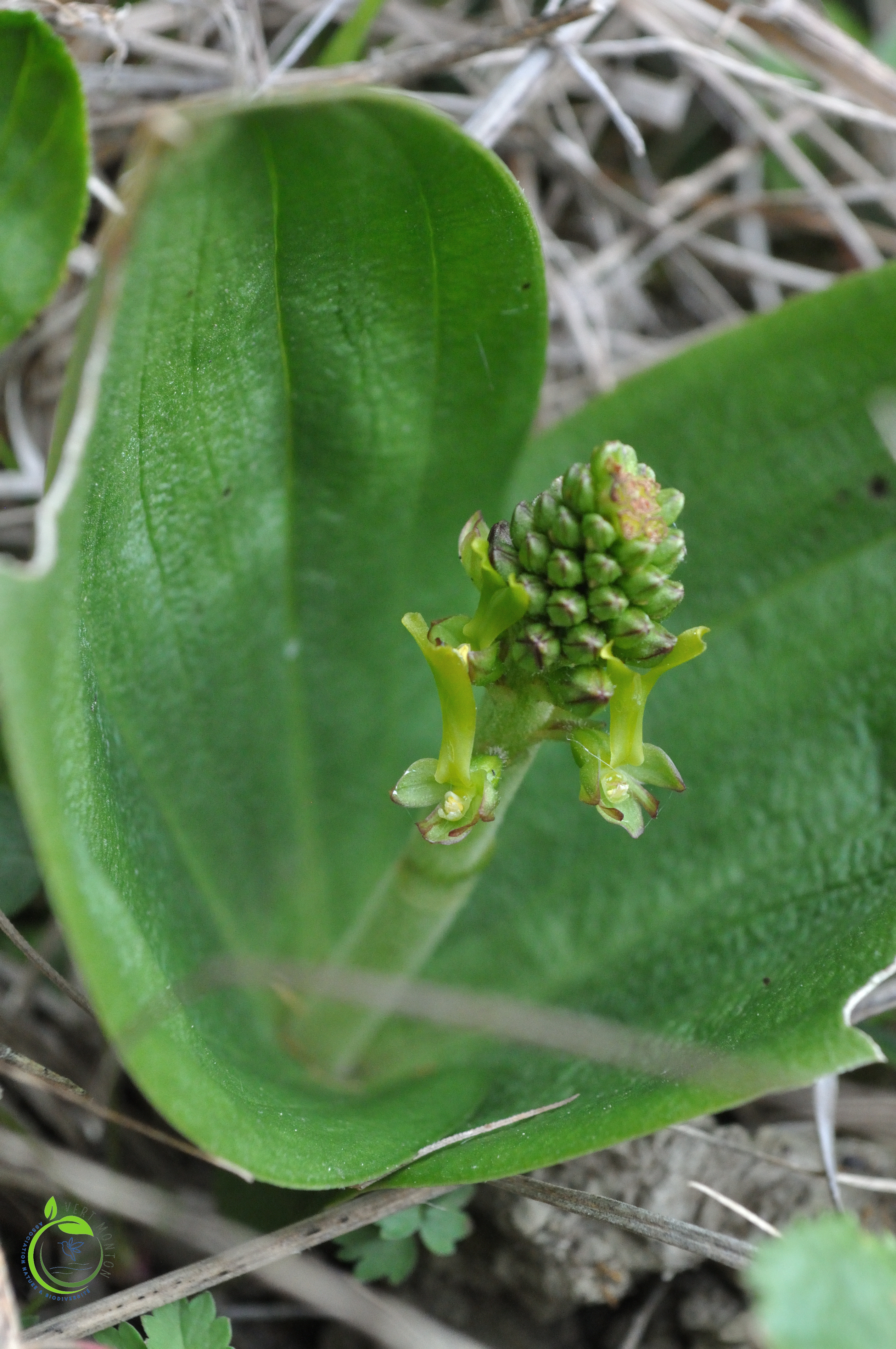 Listere a feuille ovale 2 ok