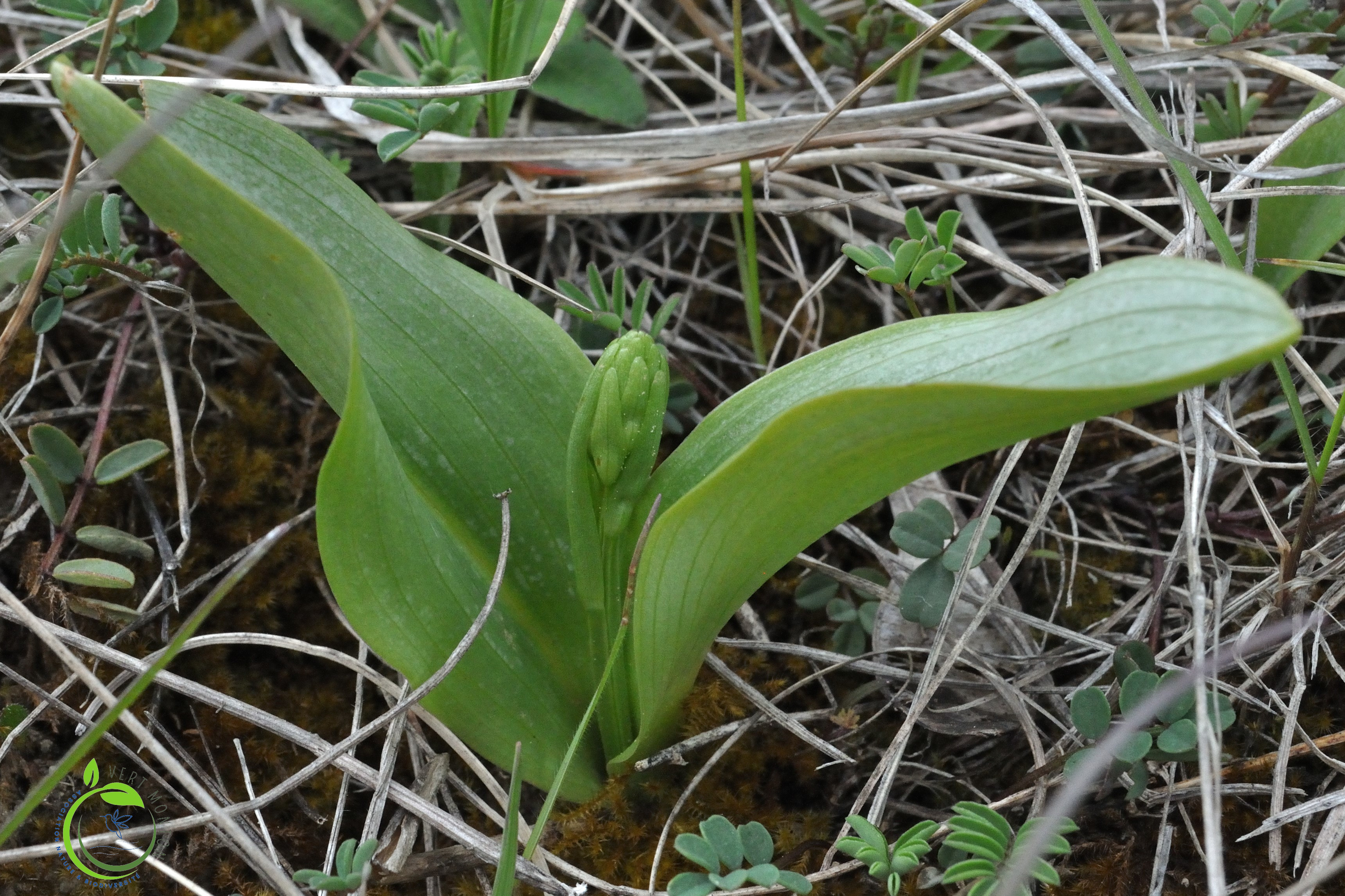 Listere a feuille ovale 1 ok