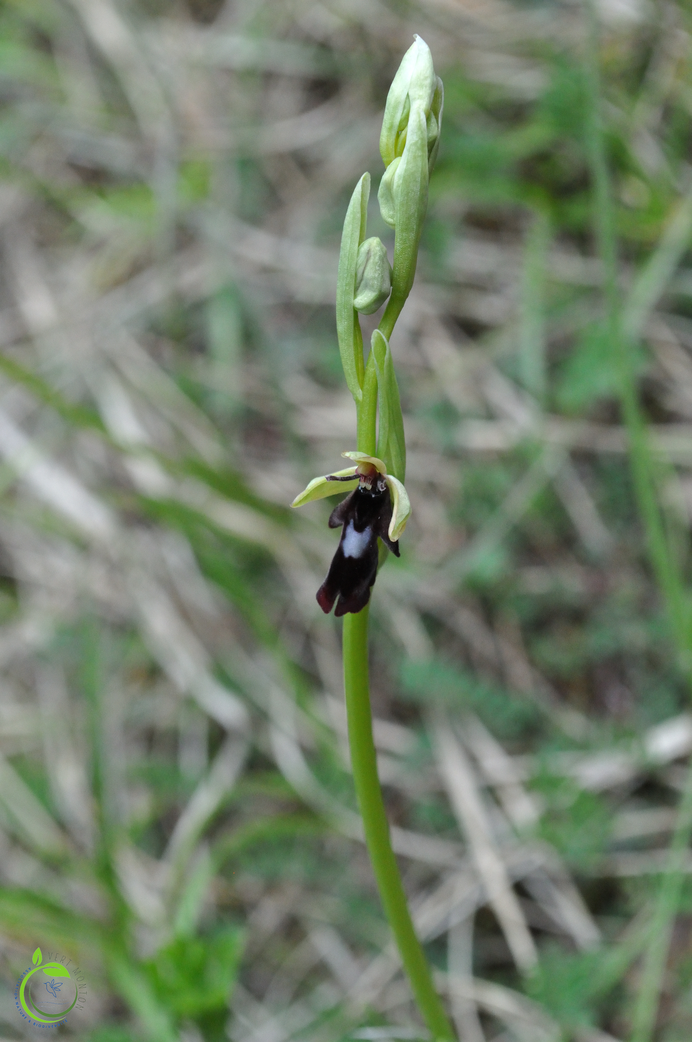 Ophrys mouche insectifera 1 ok