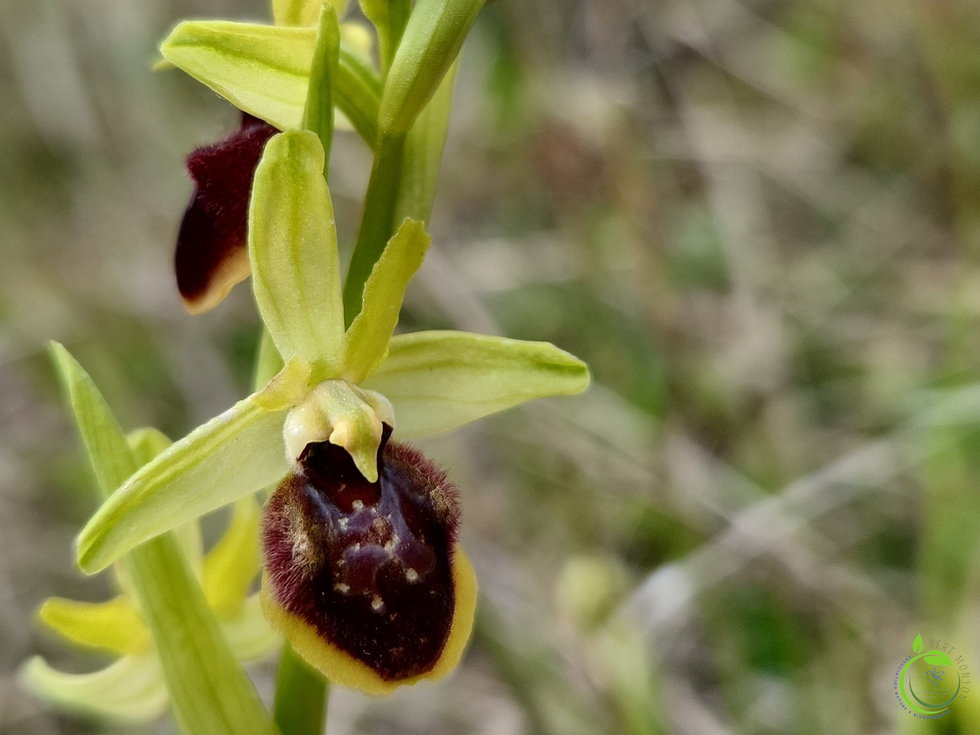 Mrousavy8375379538603402786 ok