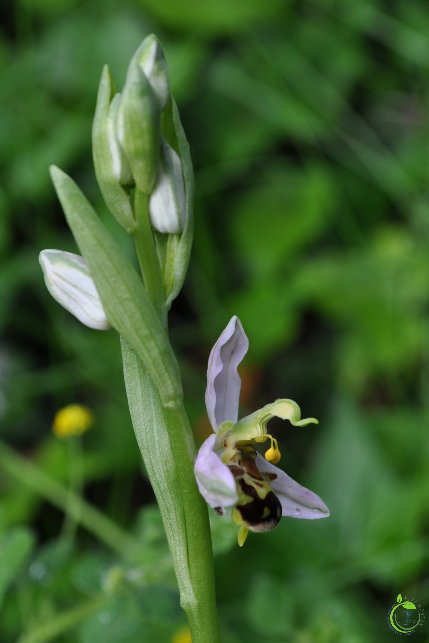 Orchis apifera abeille 2 ok