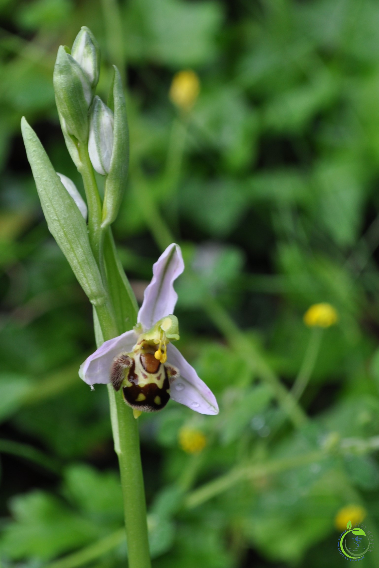Orchis apifera abeille 1 ok