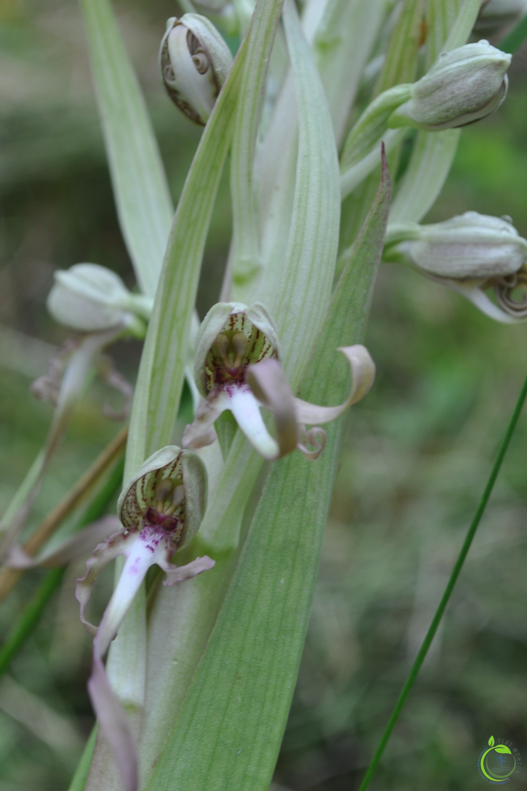 Orchis bouc 1 ok