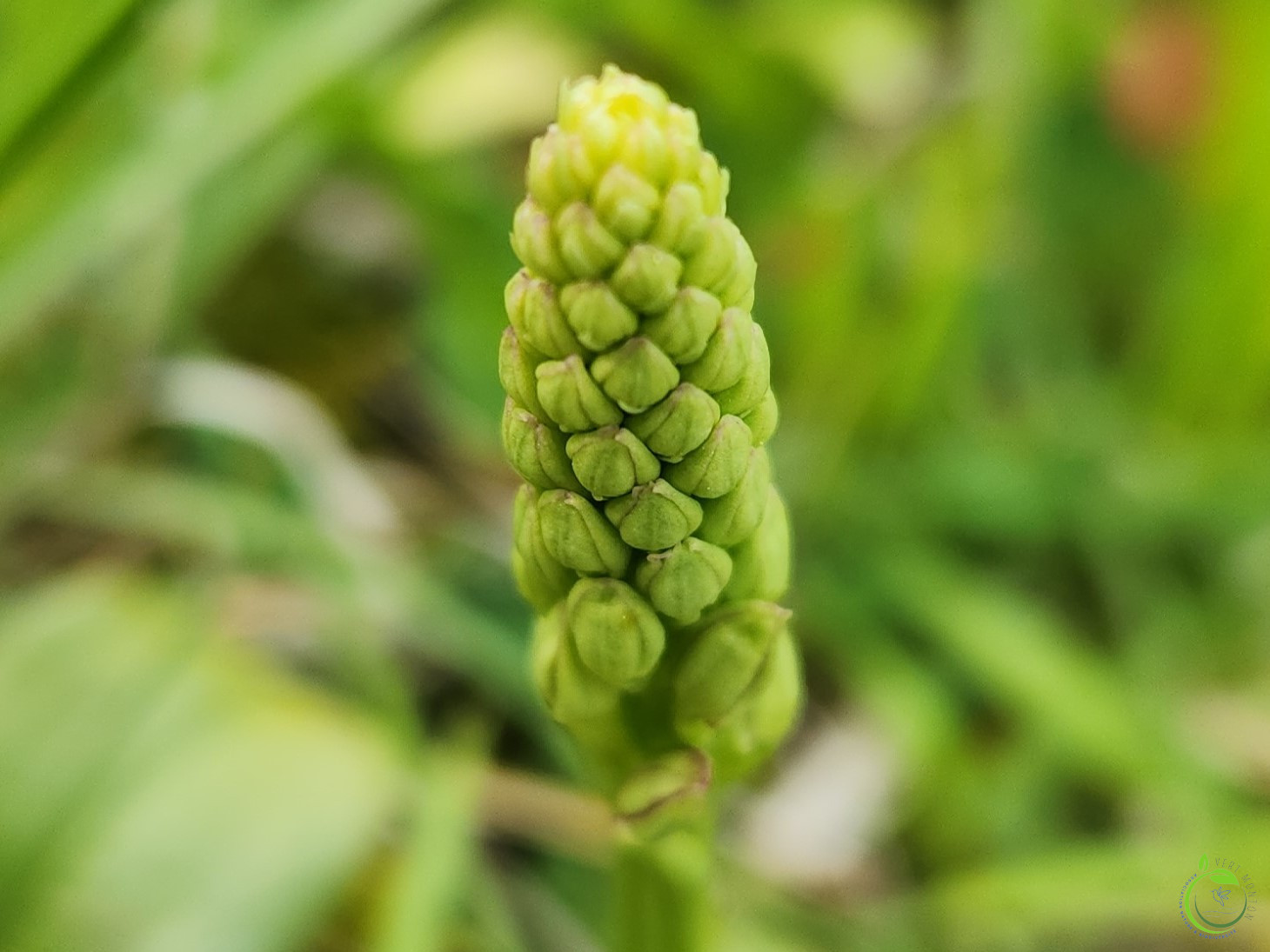 Mrousavy6274735736846092004 ok