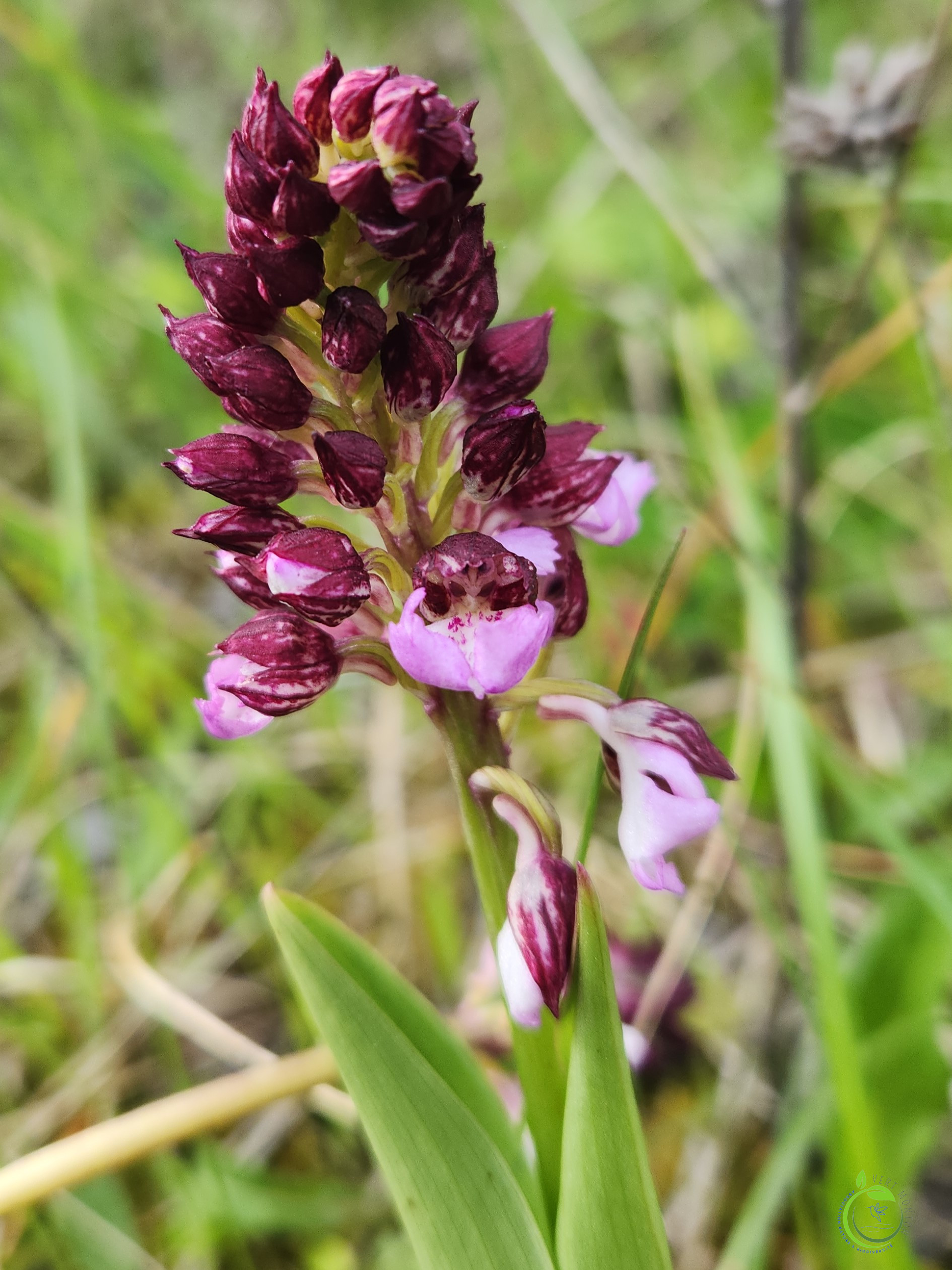 Mrousavy5468207613954845611 ok