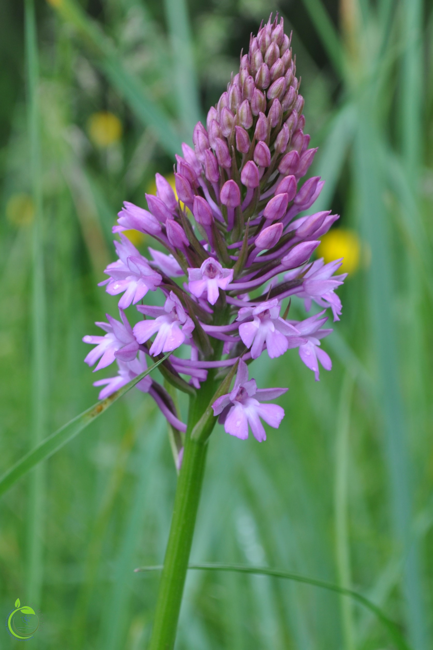 Orchis pyramidal 4 ok