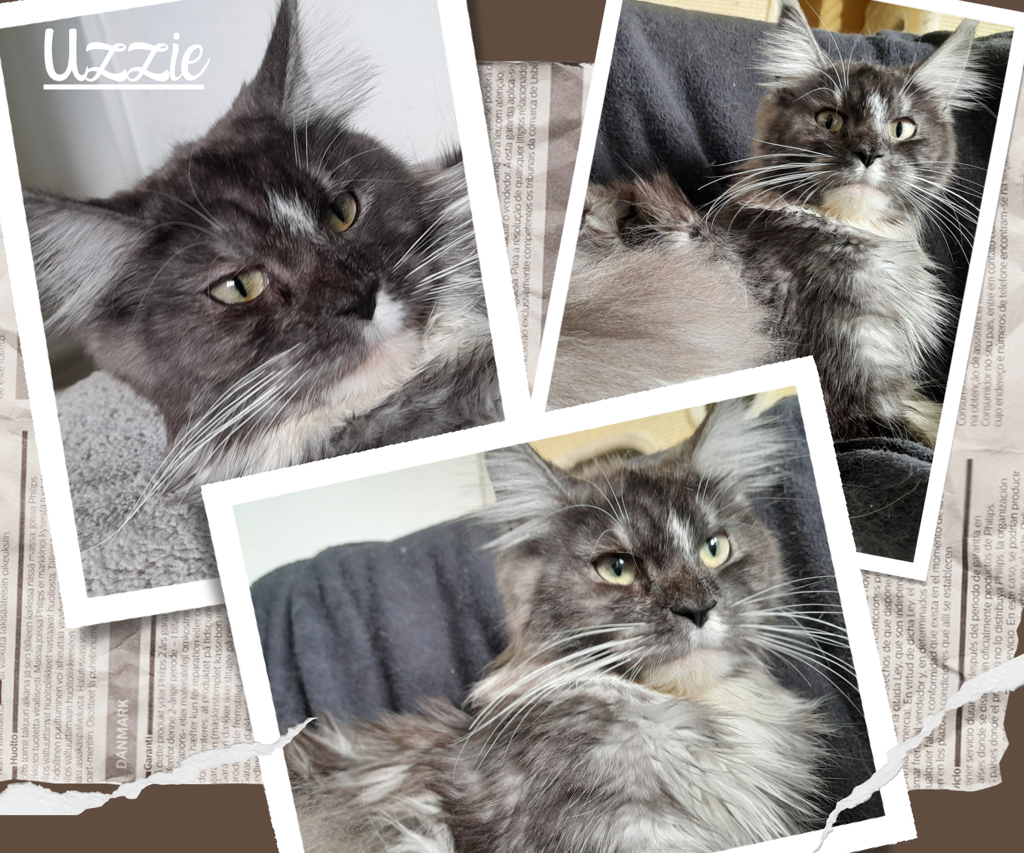 Uzzie